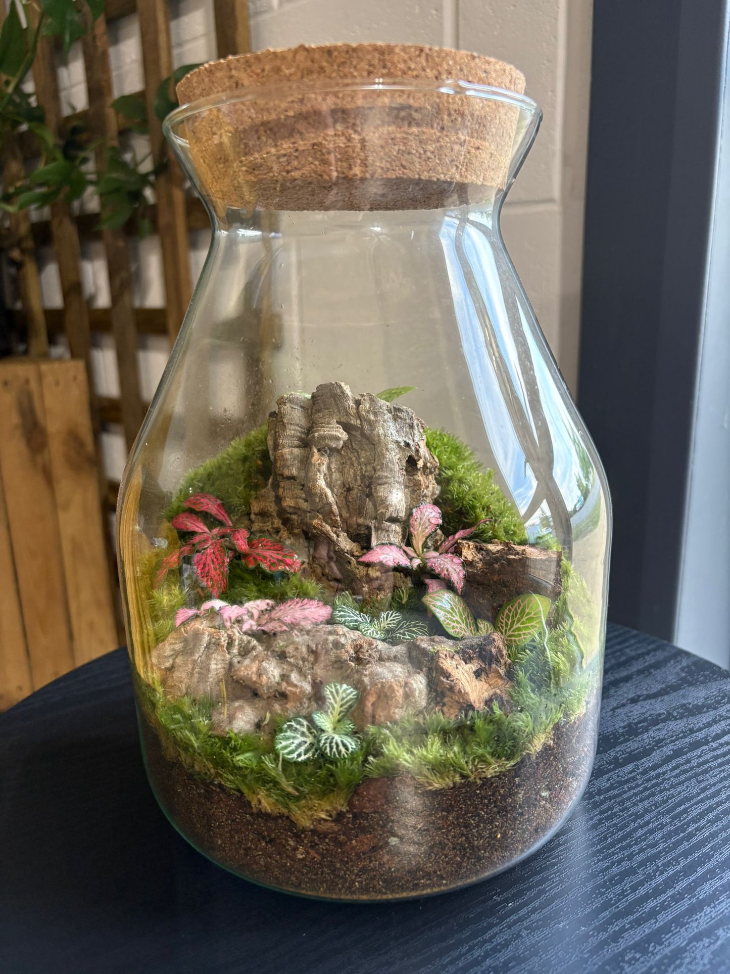 Ready-made Terrarium – Jamie Jar
