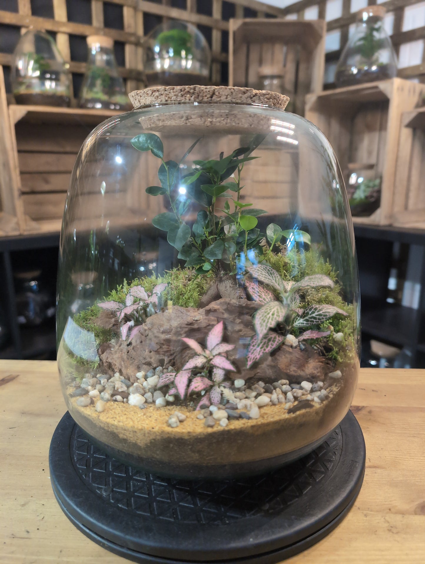 Premade Terrariums