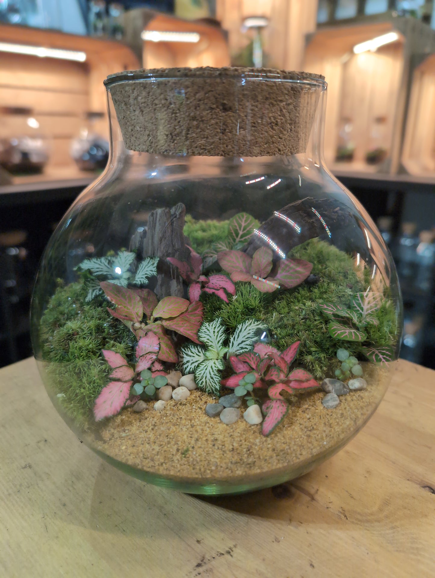 Ready-made Terrarium – George Jar
