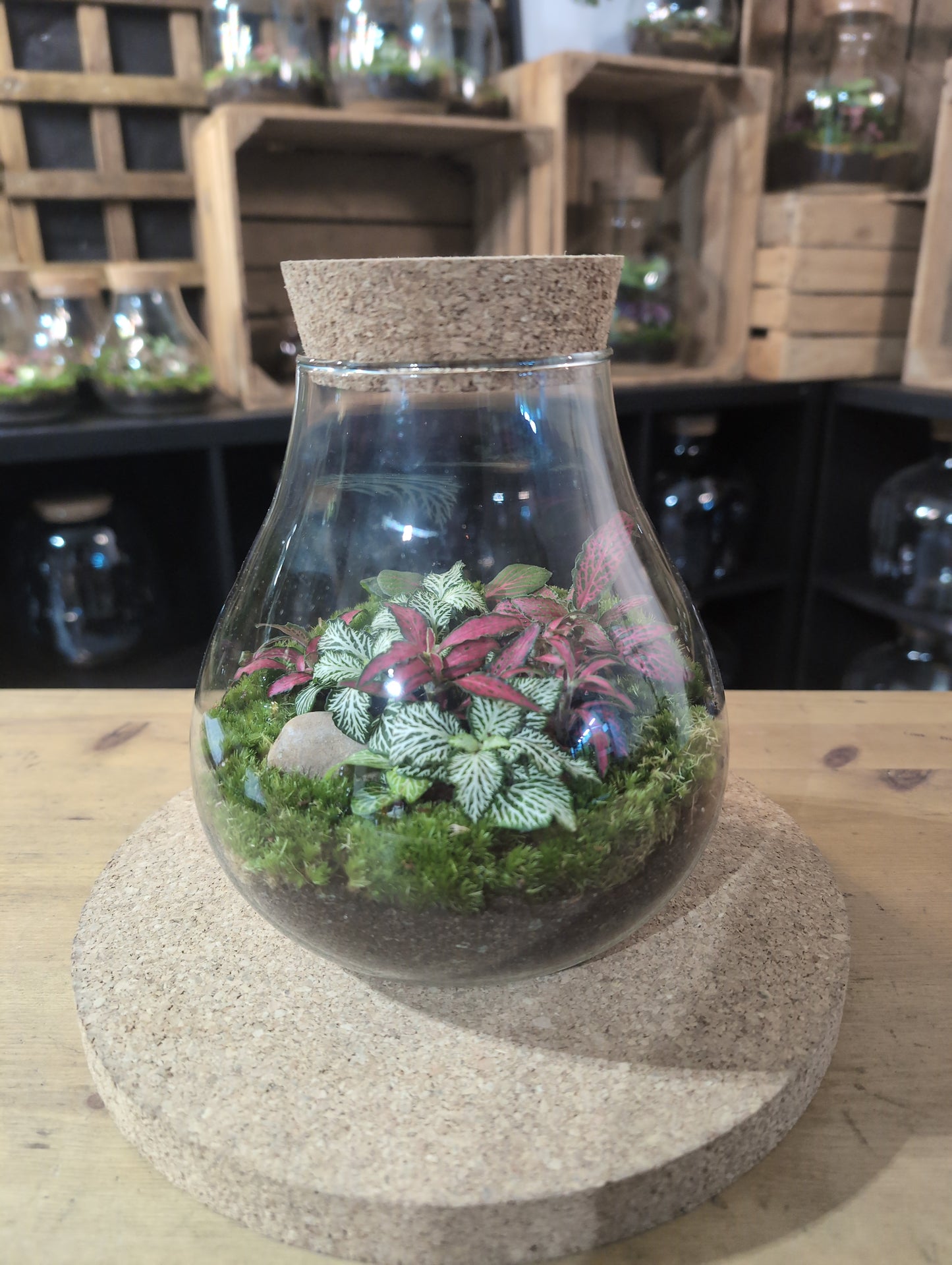 Ready-made Terrarium – Fran Jar