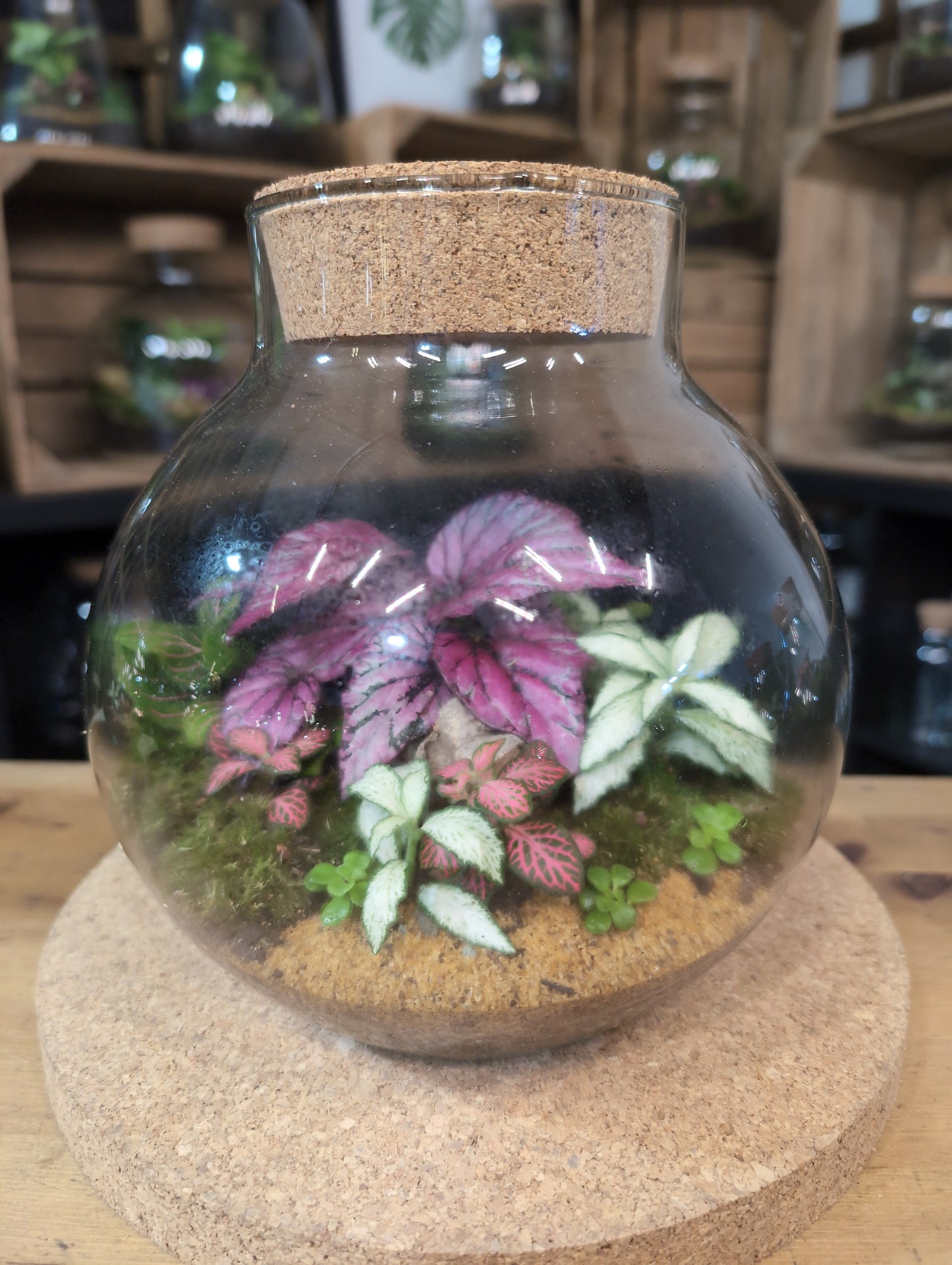 Ready-made Terrarium – George Jar