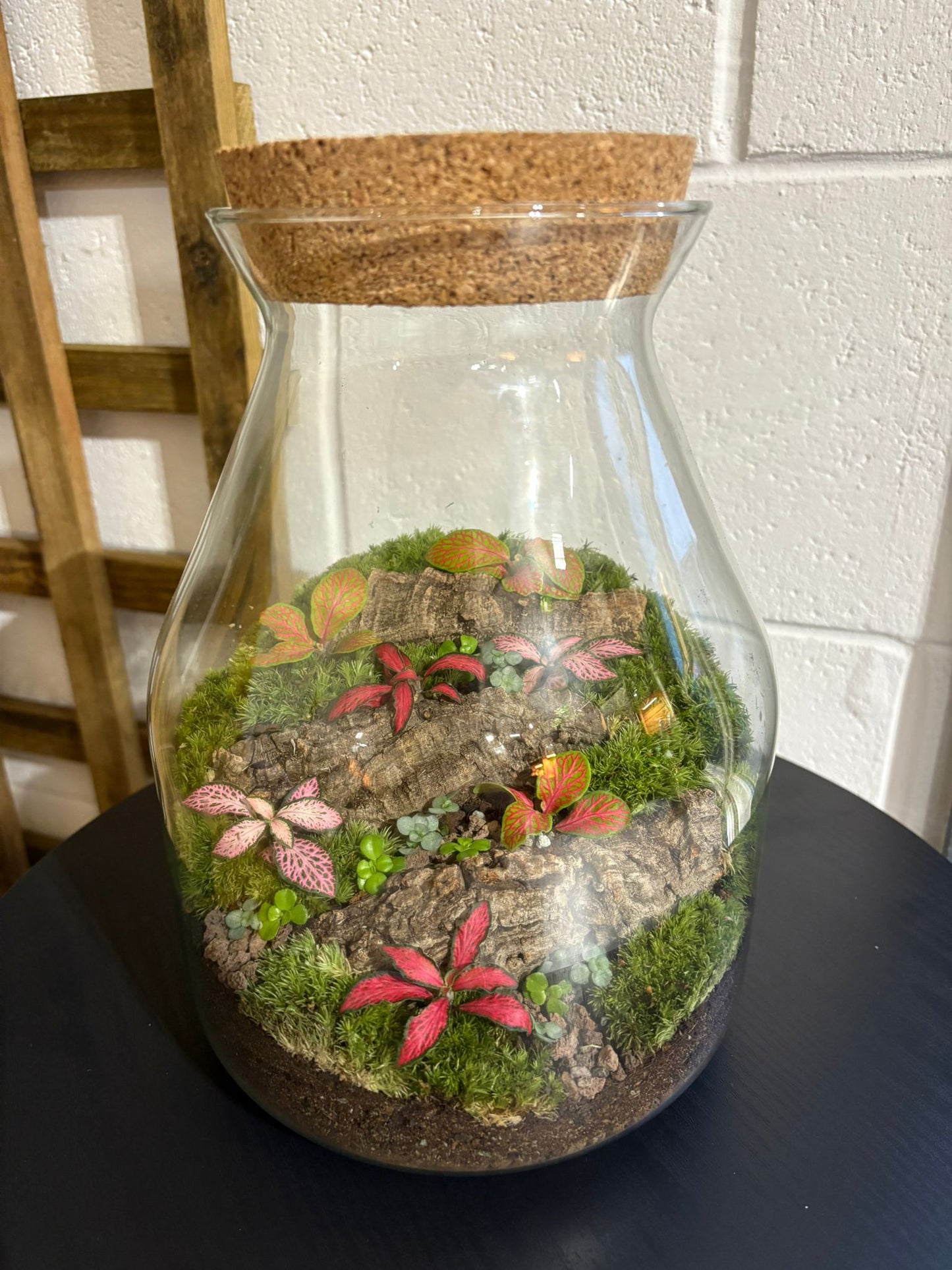 Ready-made Terrarium – Jamie Jar