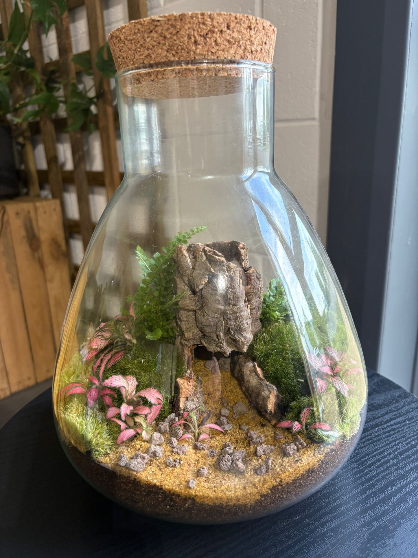 Ready-made Terrarium – Bruce Jar