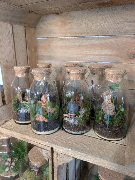 Ready-made Terrarium - 'Aaron'
