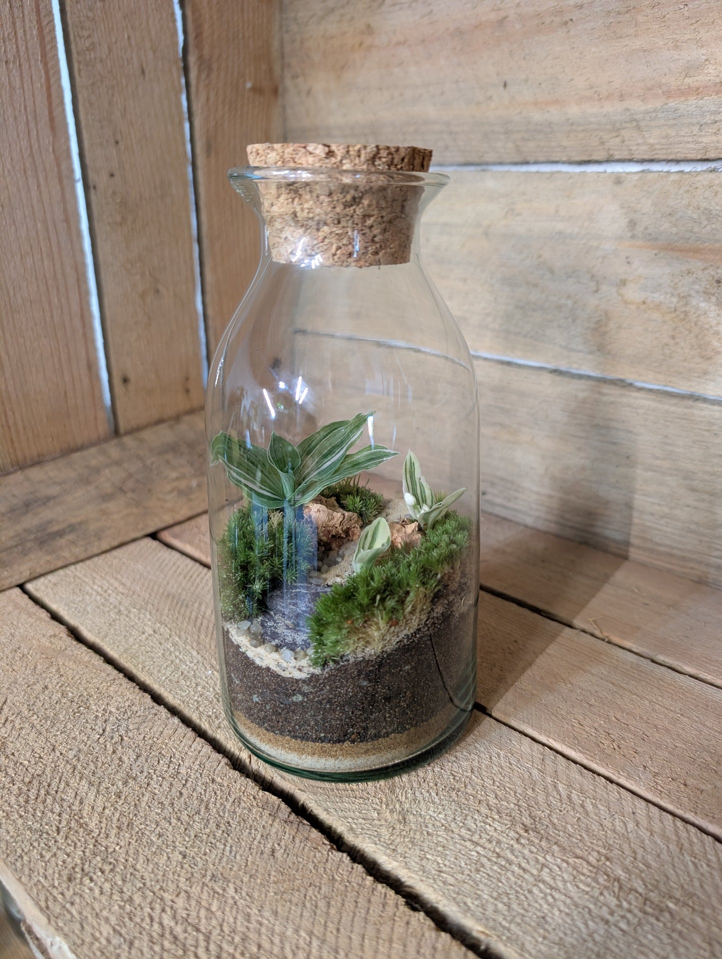 Ready-made Terrarium - 'Aaron'
