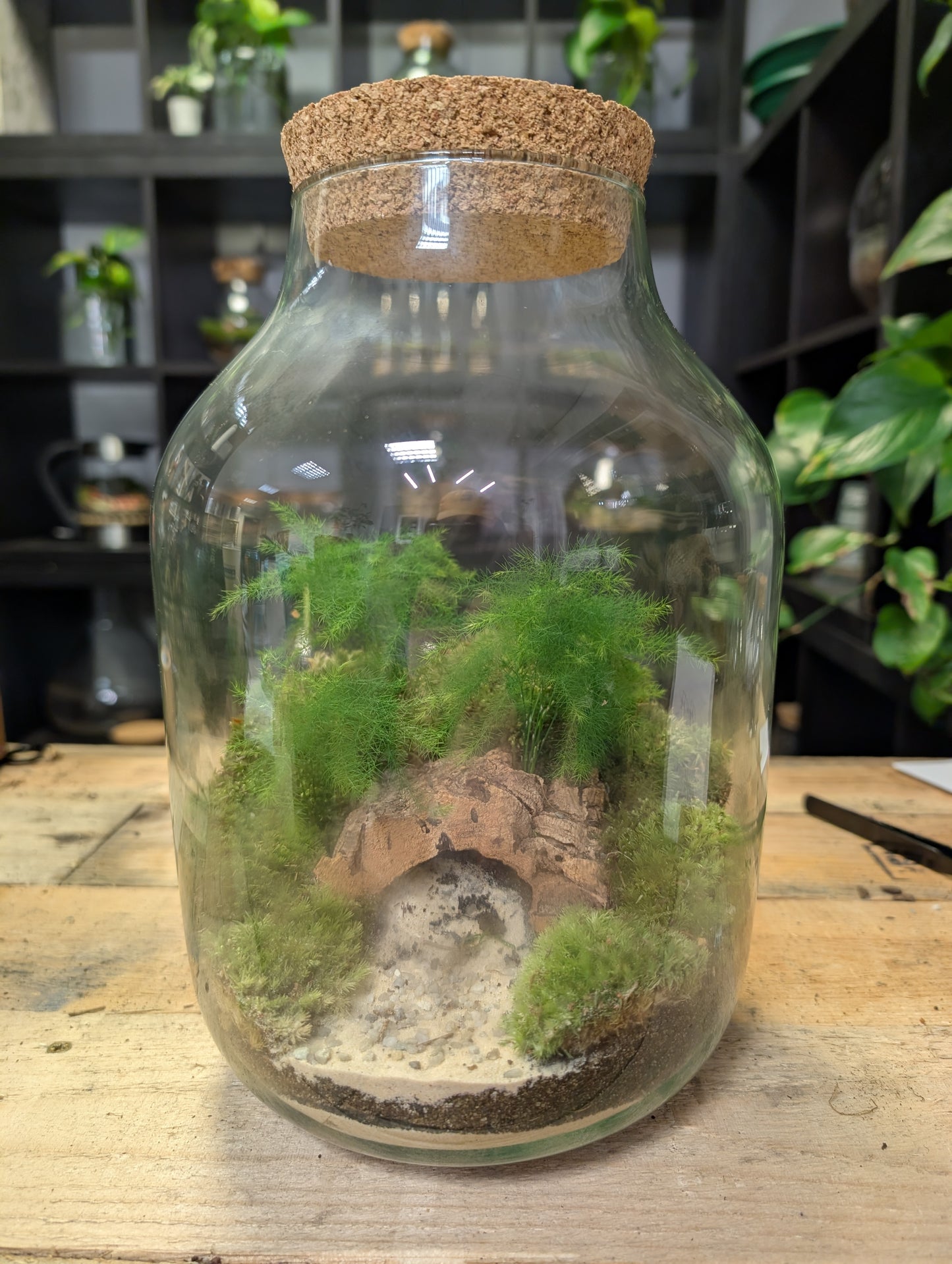 Ready-made Terrarium - 'Bridget'