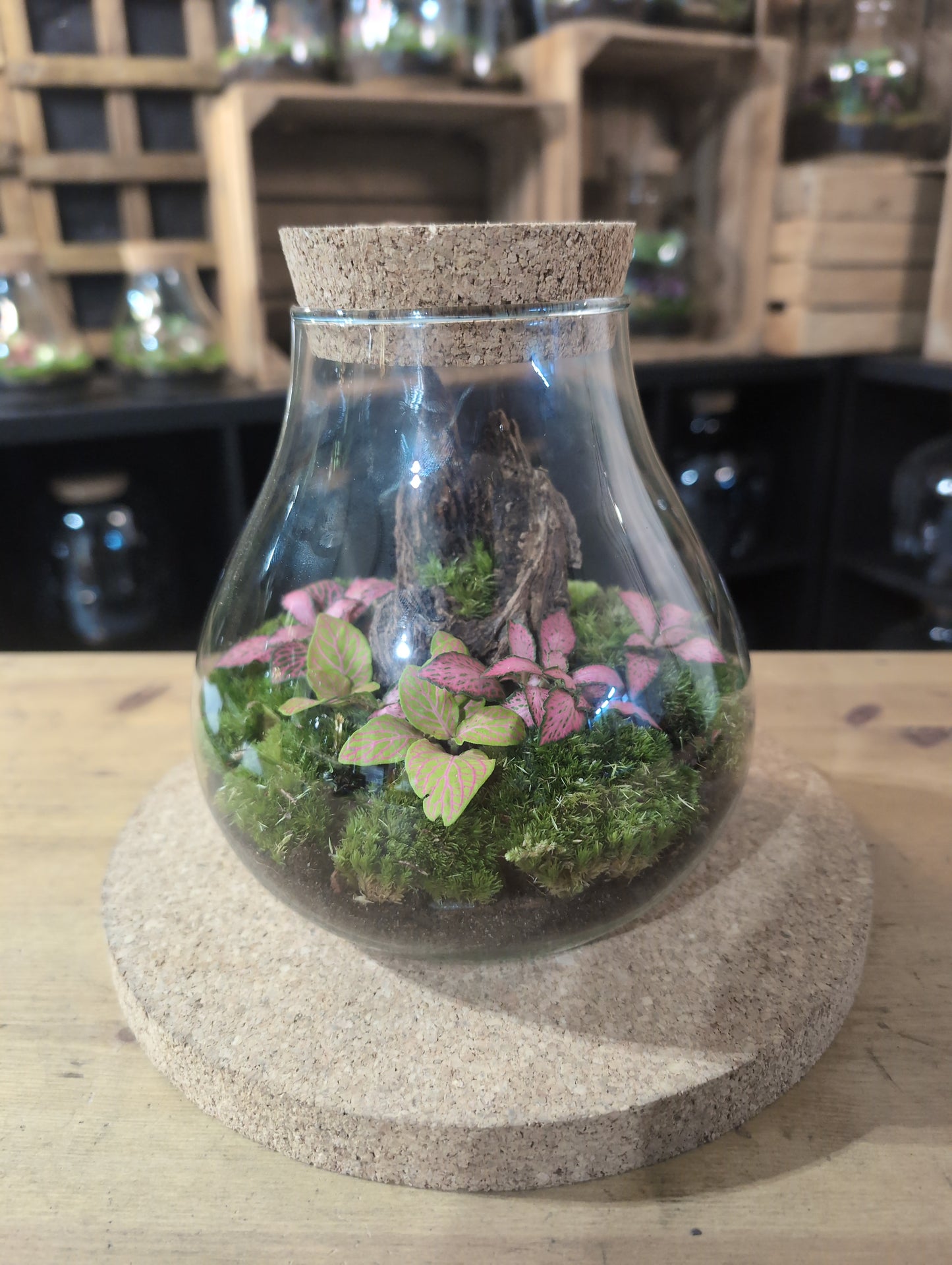 Ready-made Terrarium – Fran Jar