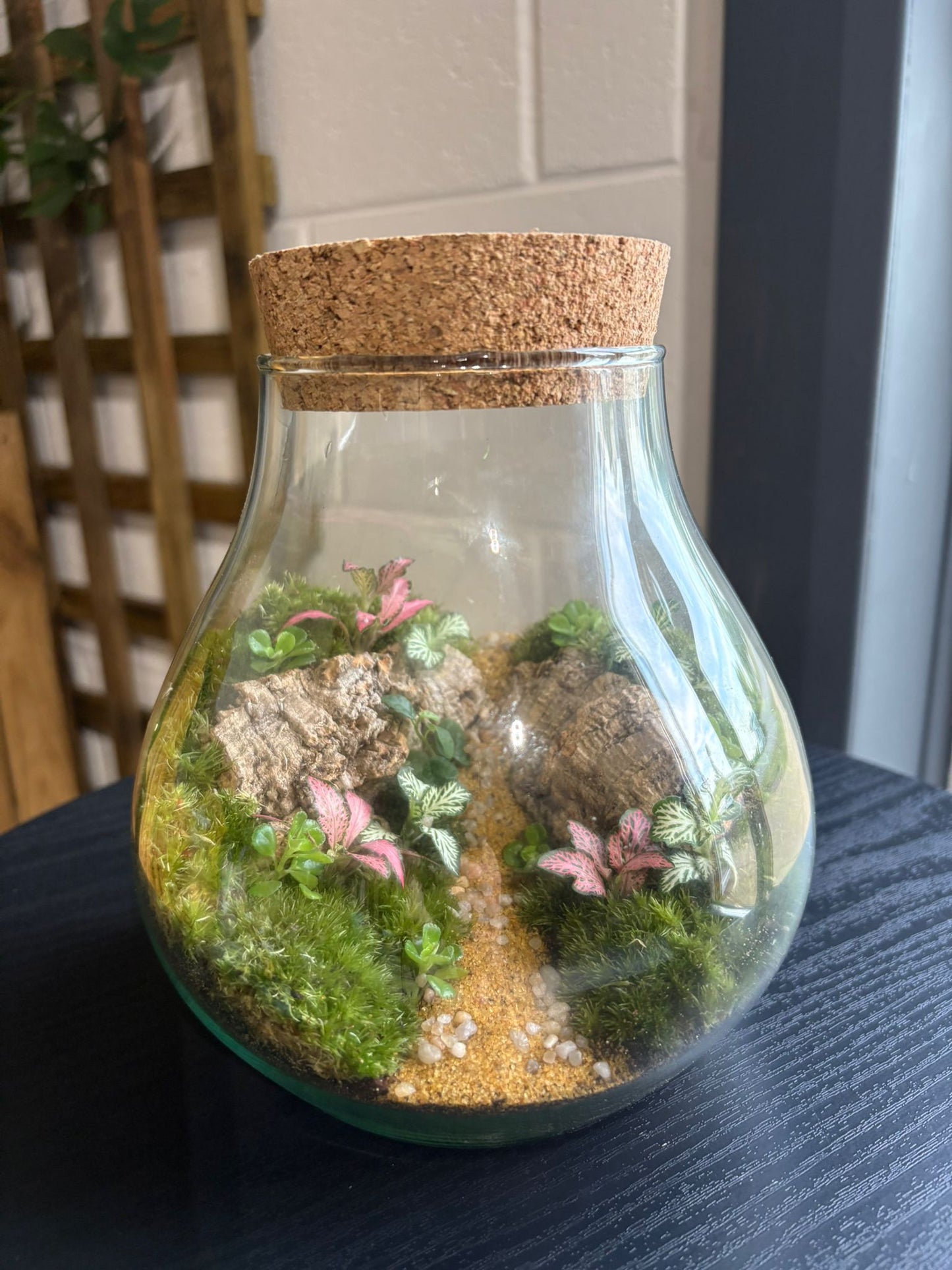 Ready-made Terrarium – Fran Jar