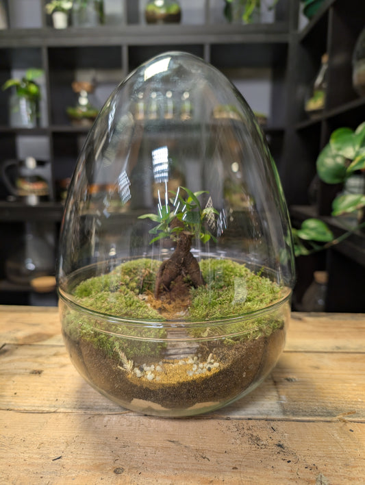 Ready-made Terrarium - 'Eggbert'