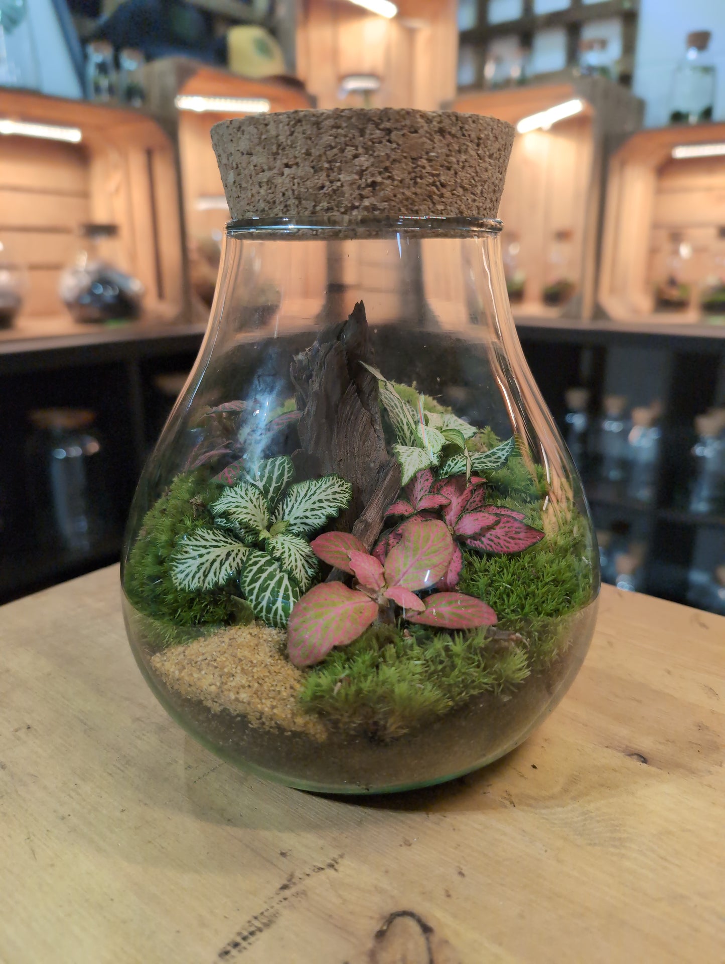 Ready-made Terrarium – Fran Jar