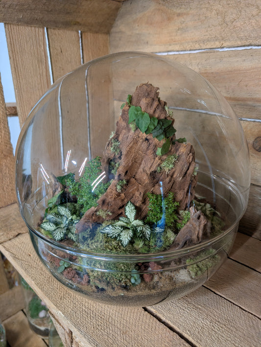 Ready-made Terrarium - 'Kevin'