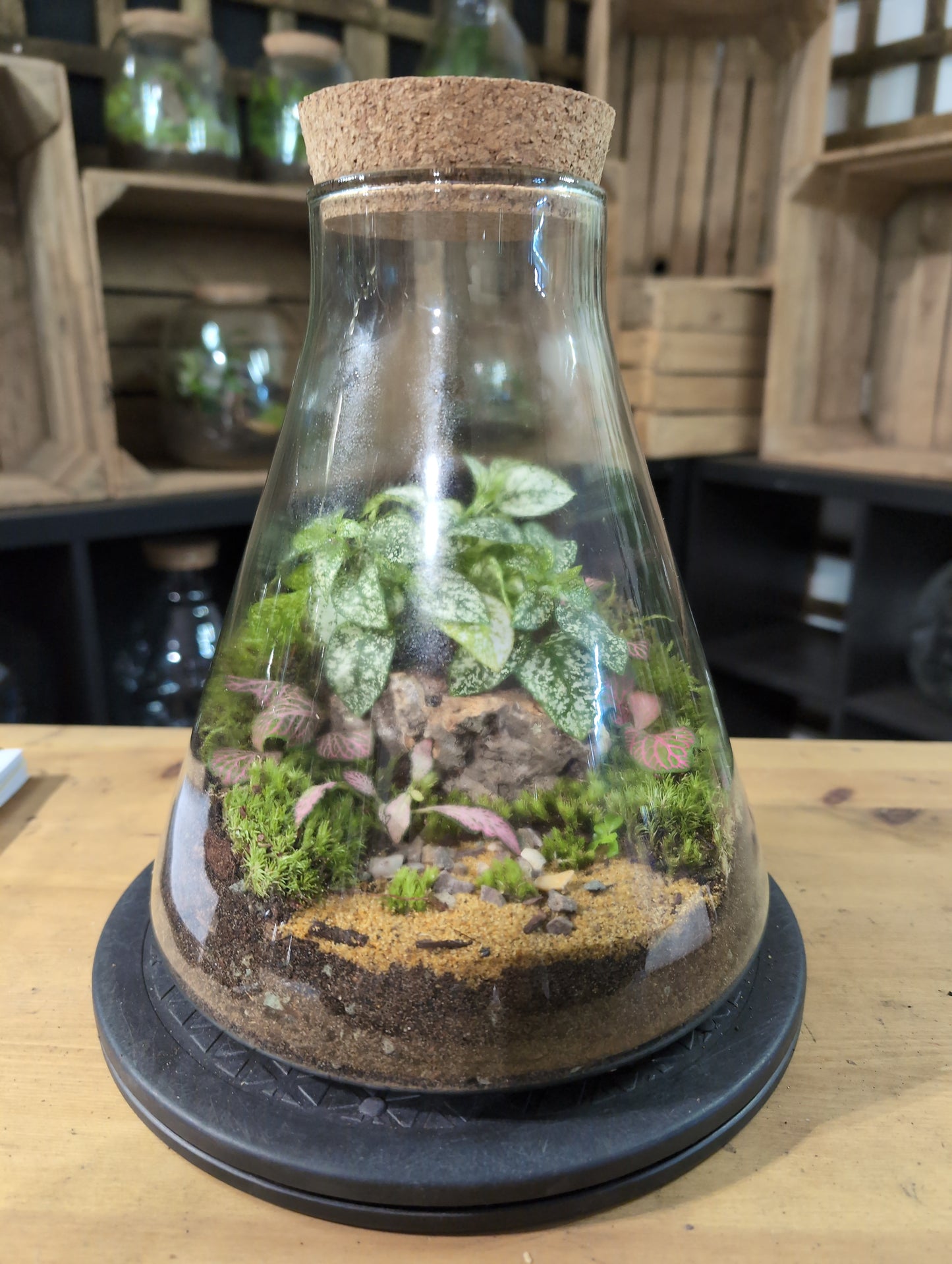 Premade Terrariums