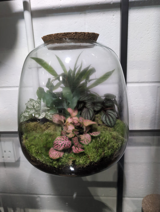 Jasmine - Premade Terrarium