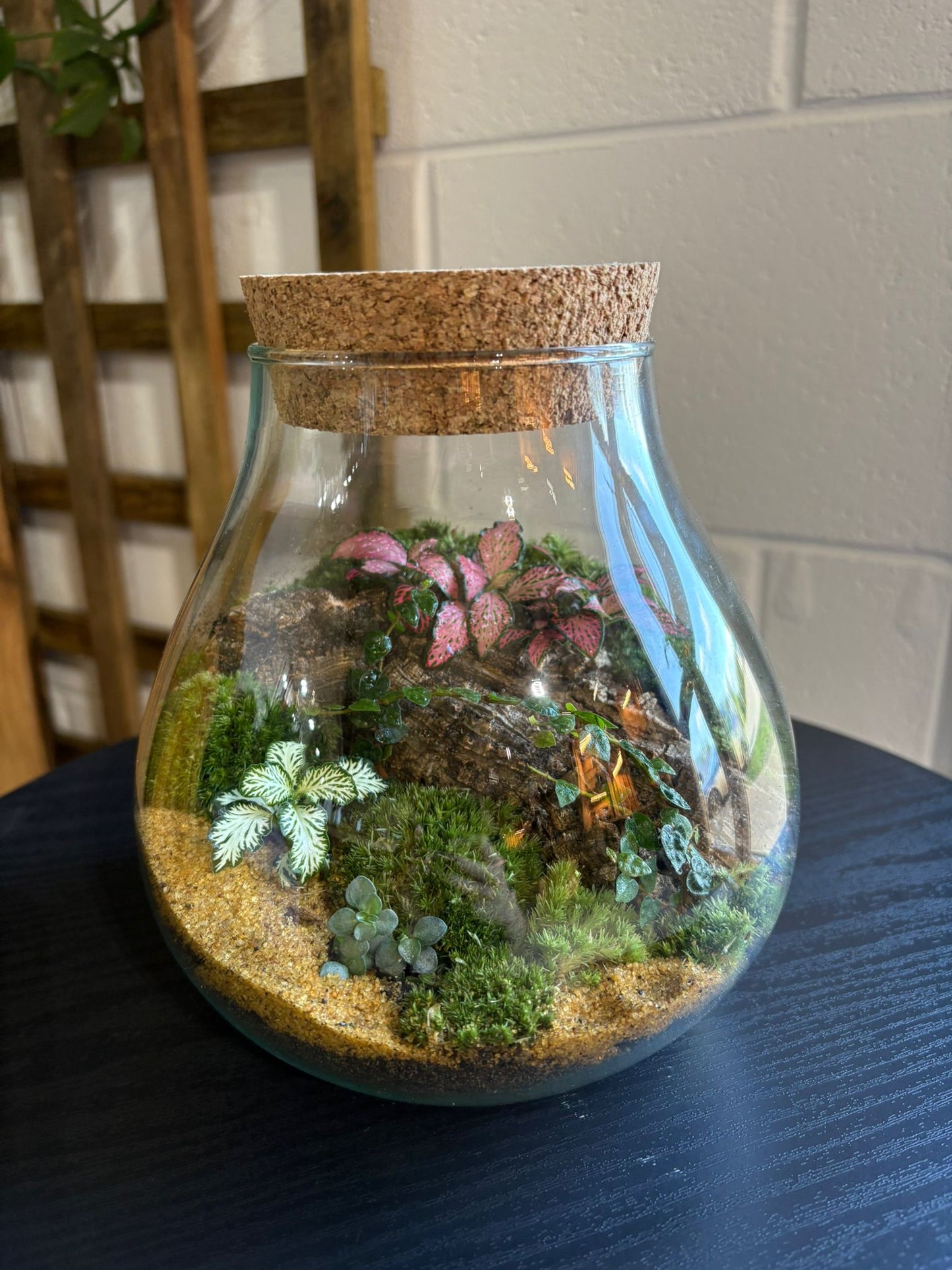 Ready-made Terrarium – Fran Jar