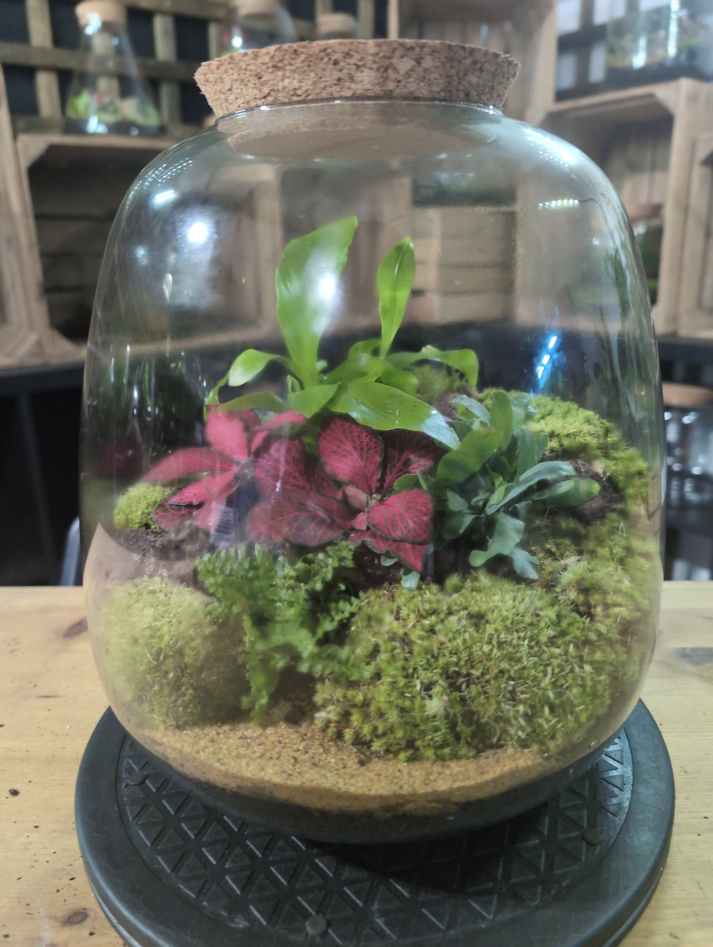 Premade Terrariums