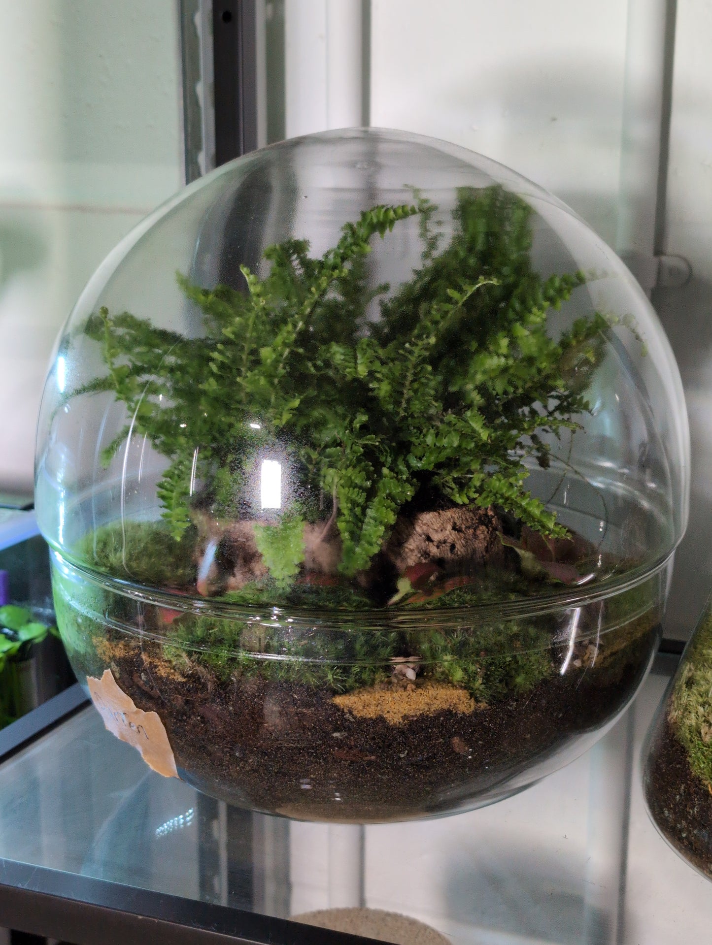 Darren - Premade Terrarium