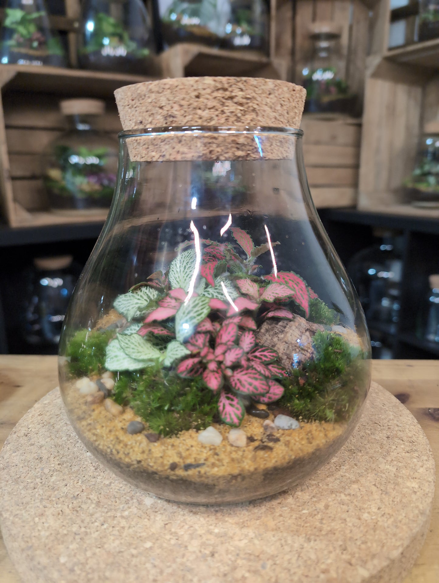 Ready-made Terrarium – Fran Jar