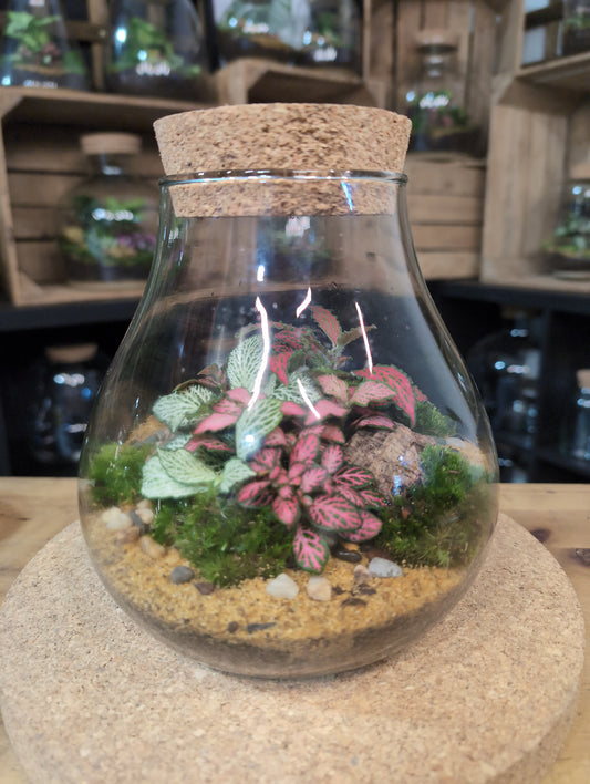 Ready-made Terrarium – Fran Jar