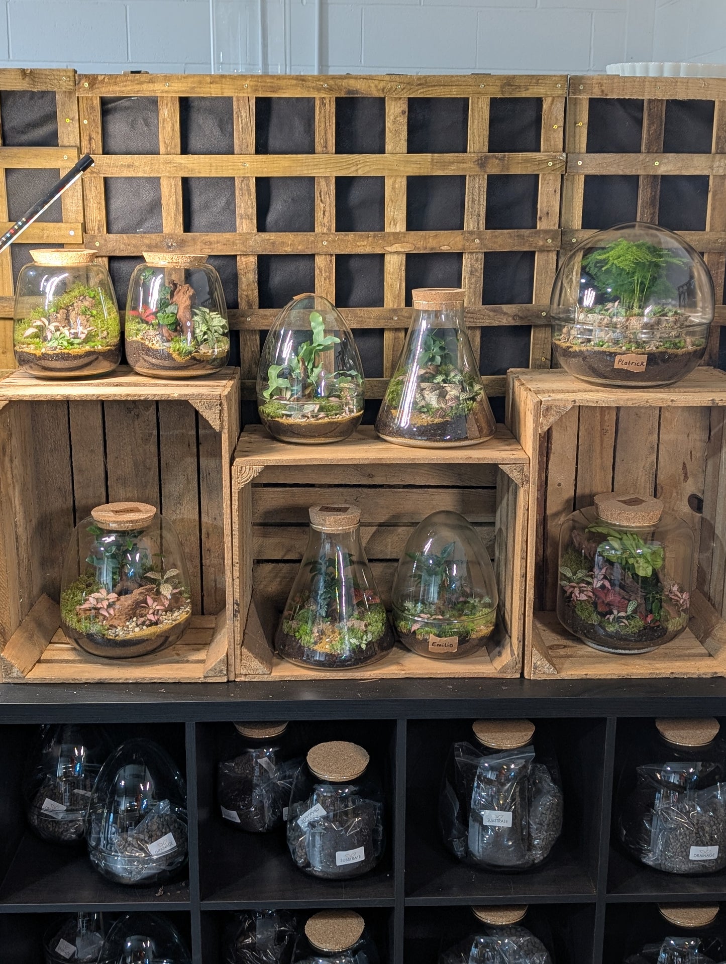 Premade Terrariums
