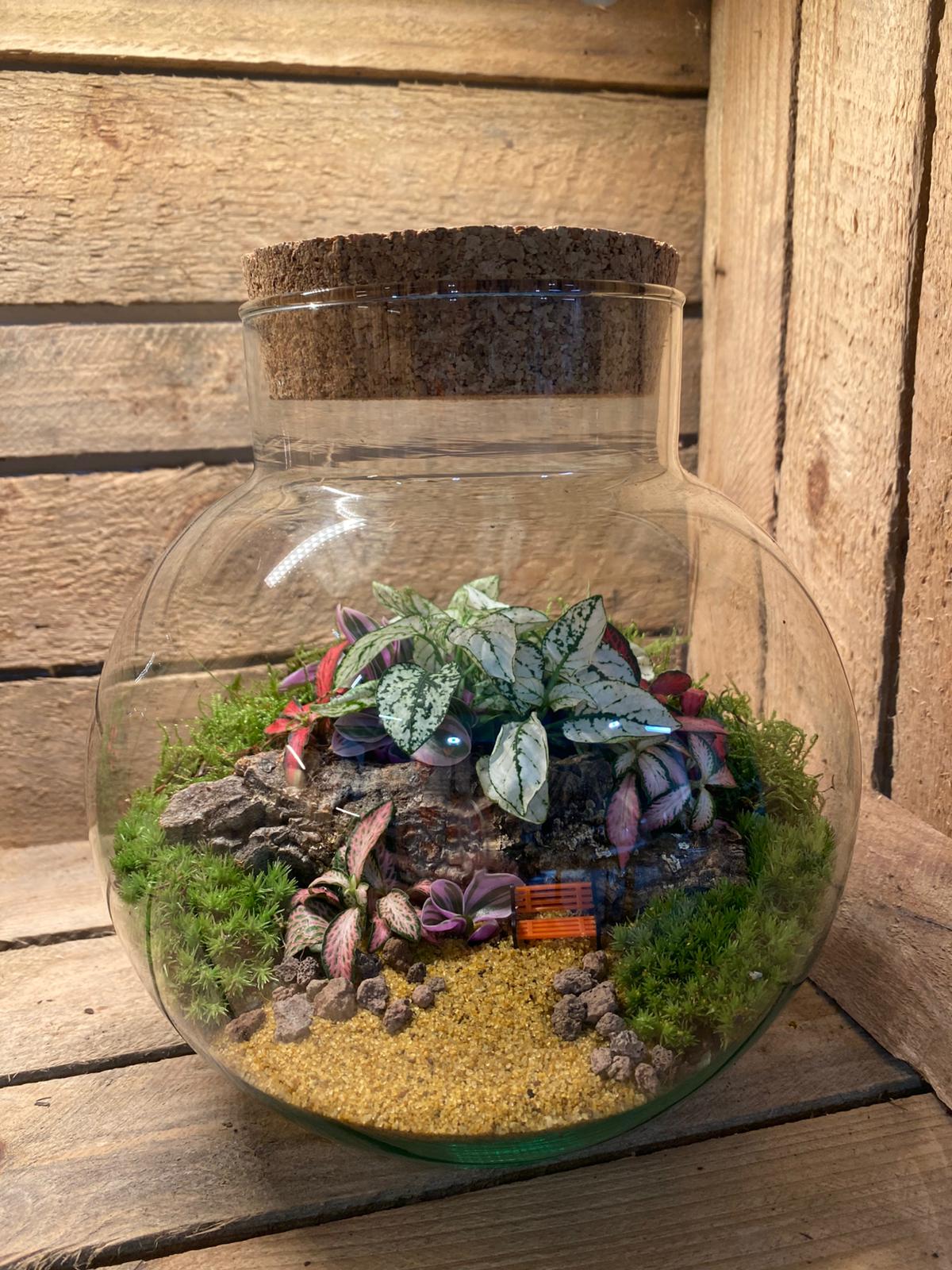 Ready-made Terrarium – George Jar