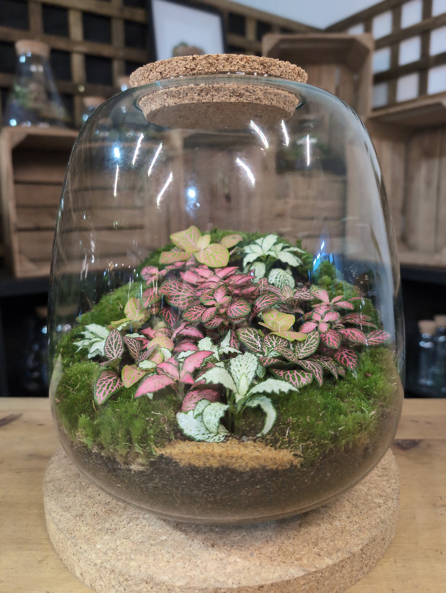 Ready-made Terrarium – Hannah Jar