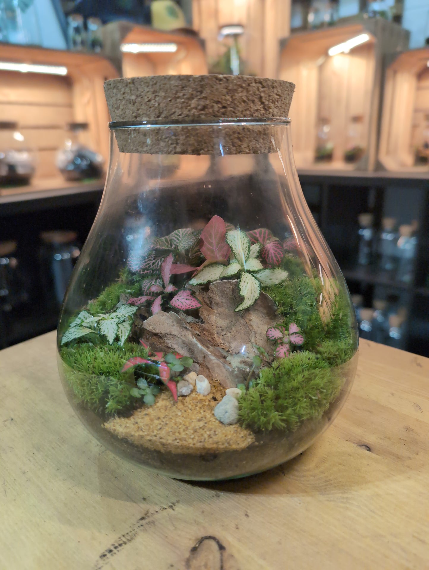 Ready-made Terrarium – Fran Jar