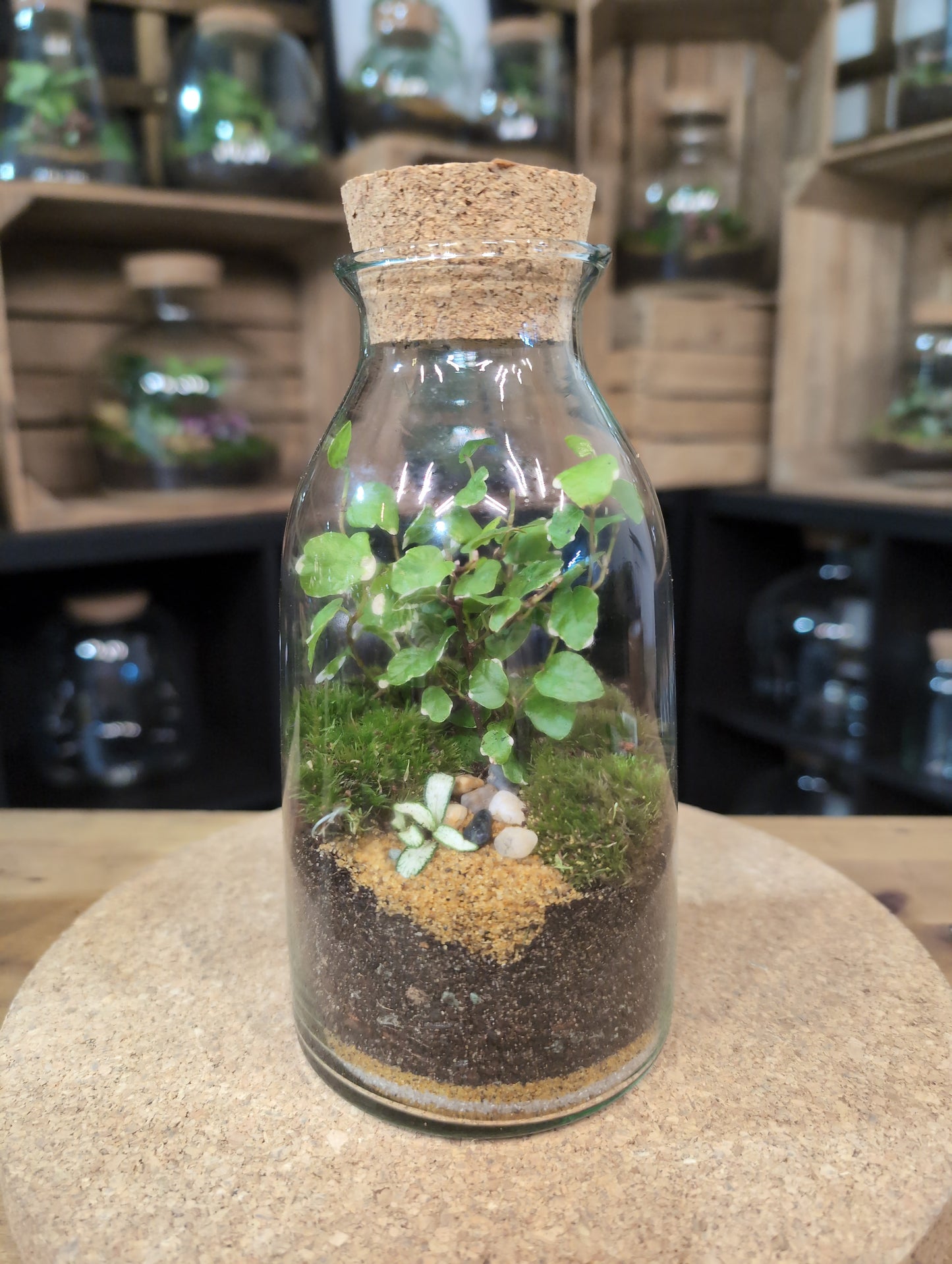 Ready-made Terrarium – Chloe Jar
