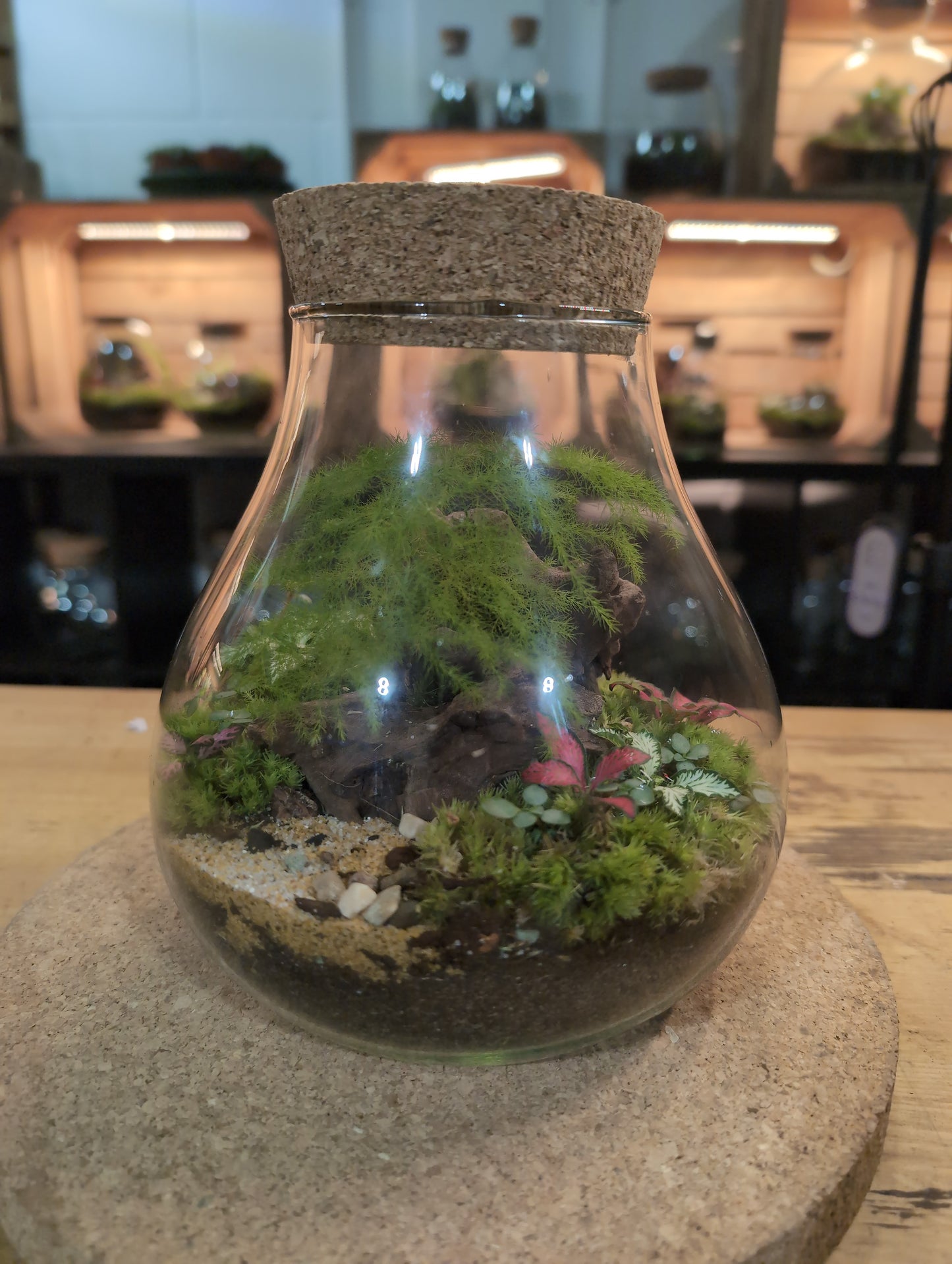 Ready-made Terrarium – Fran Jar