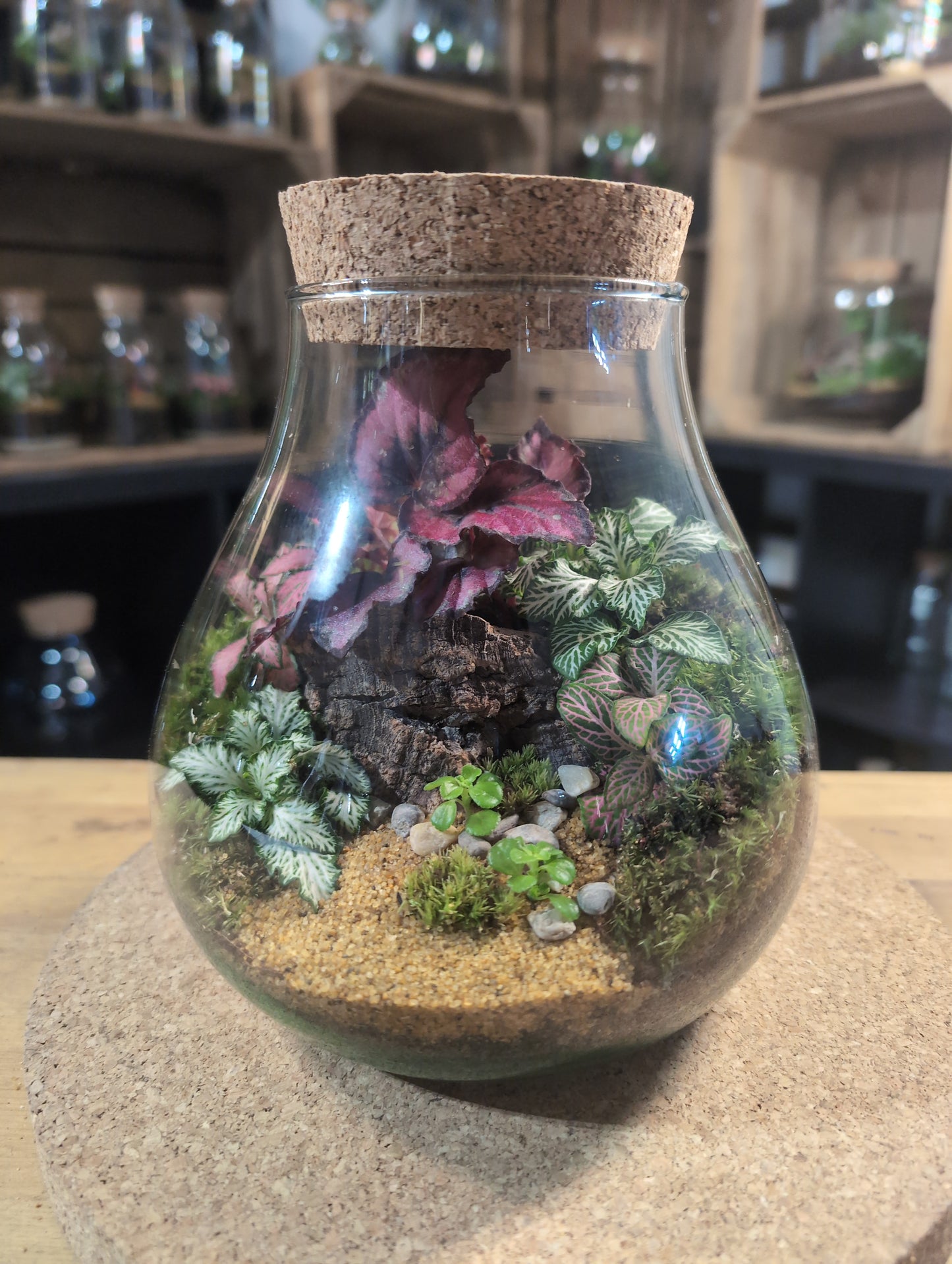 Ready-made Terrarium – Fran Jar
