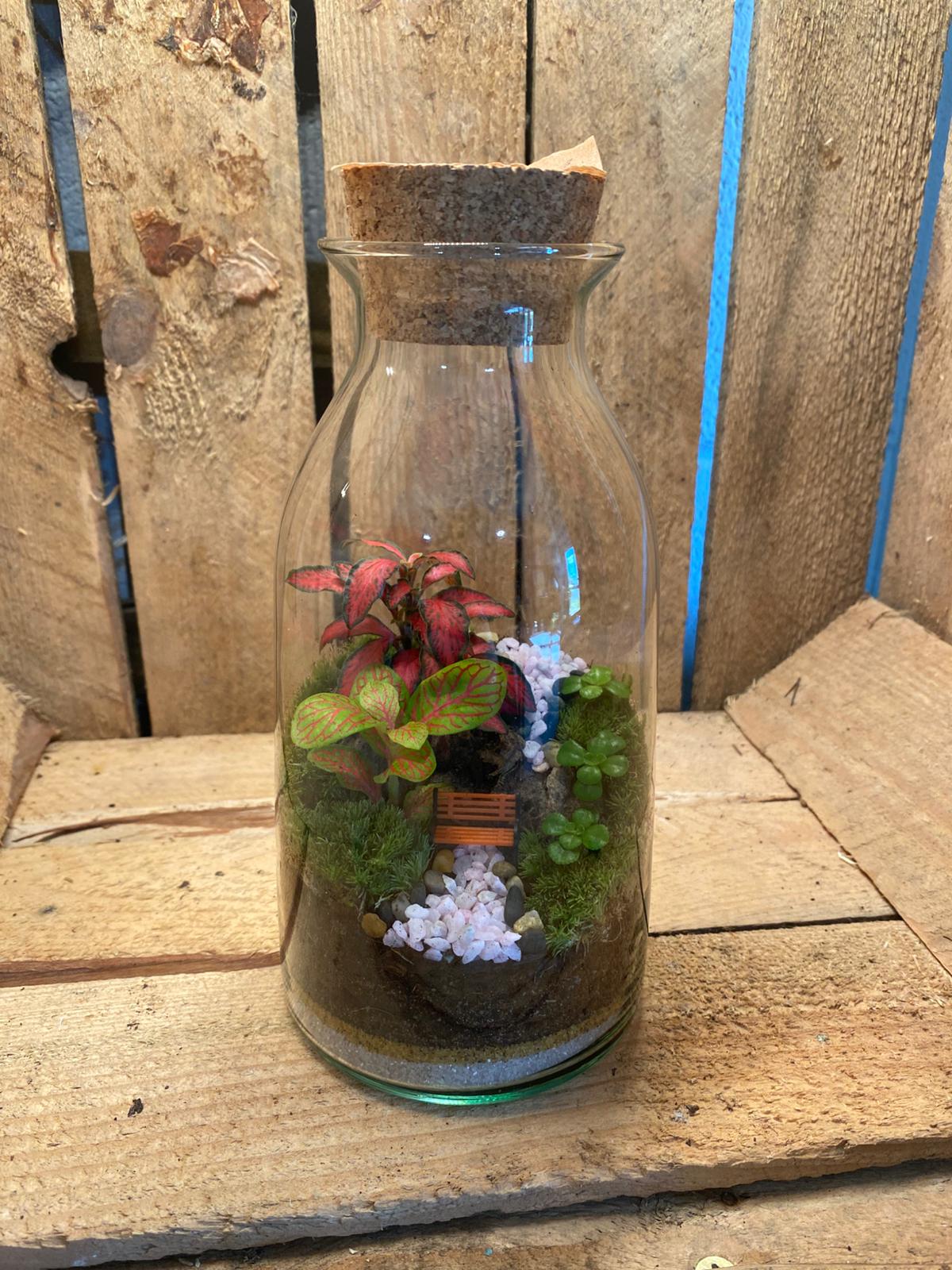 Ready-made Terrarium – Chloe Jar