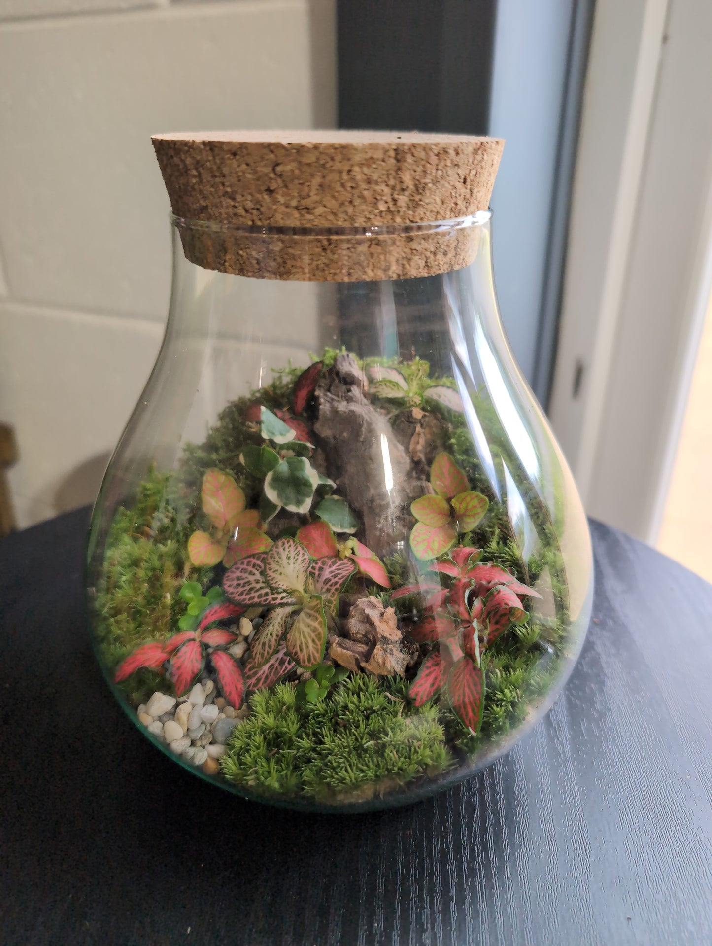 Ready-made Terrarium – Fran Jar