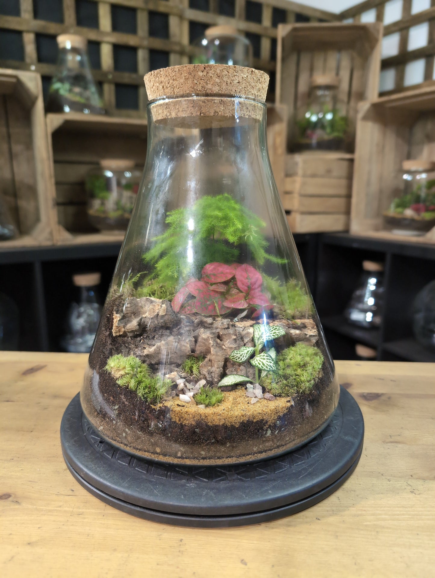 Premade Terrariums