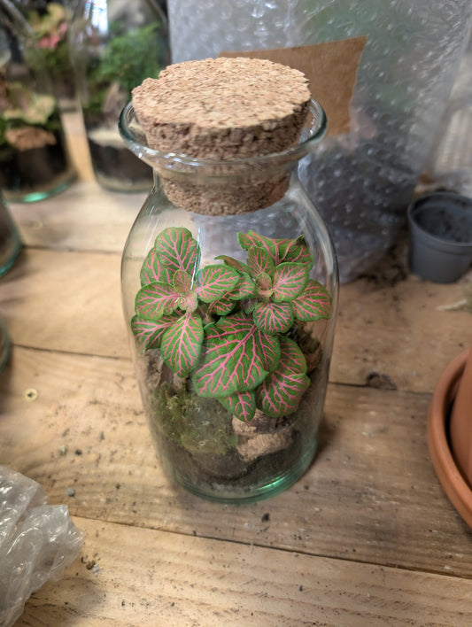 Ready-made Terrarium - 'Sammy'