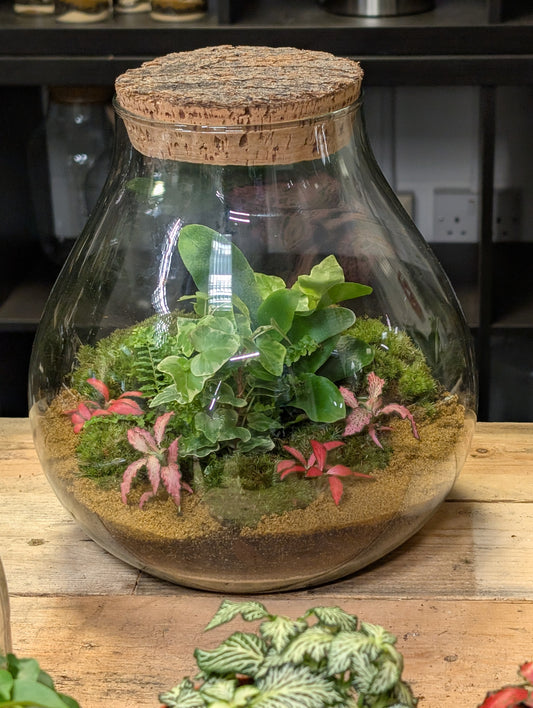 Ready-made Terrarium - 'Moana'