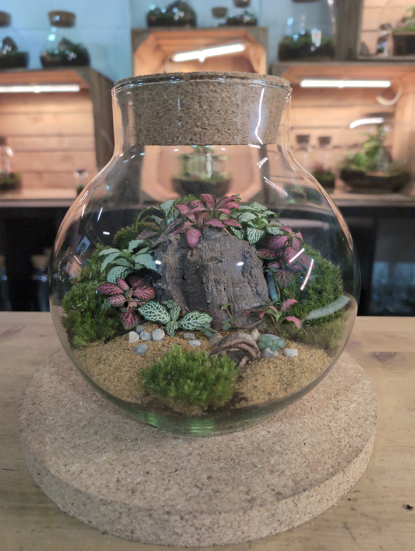 Ready-made Terrarium – George Jar