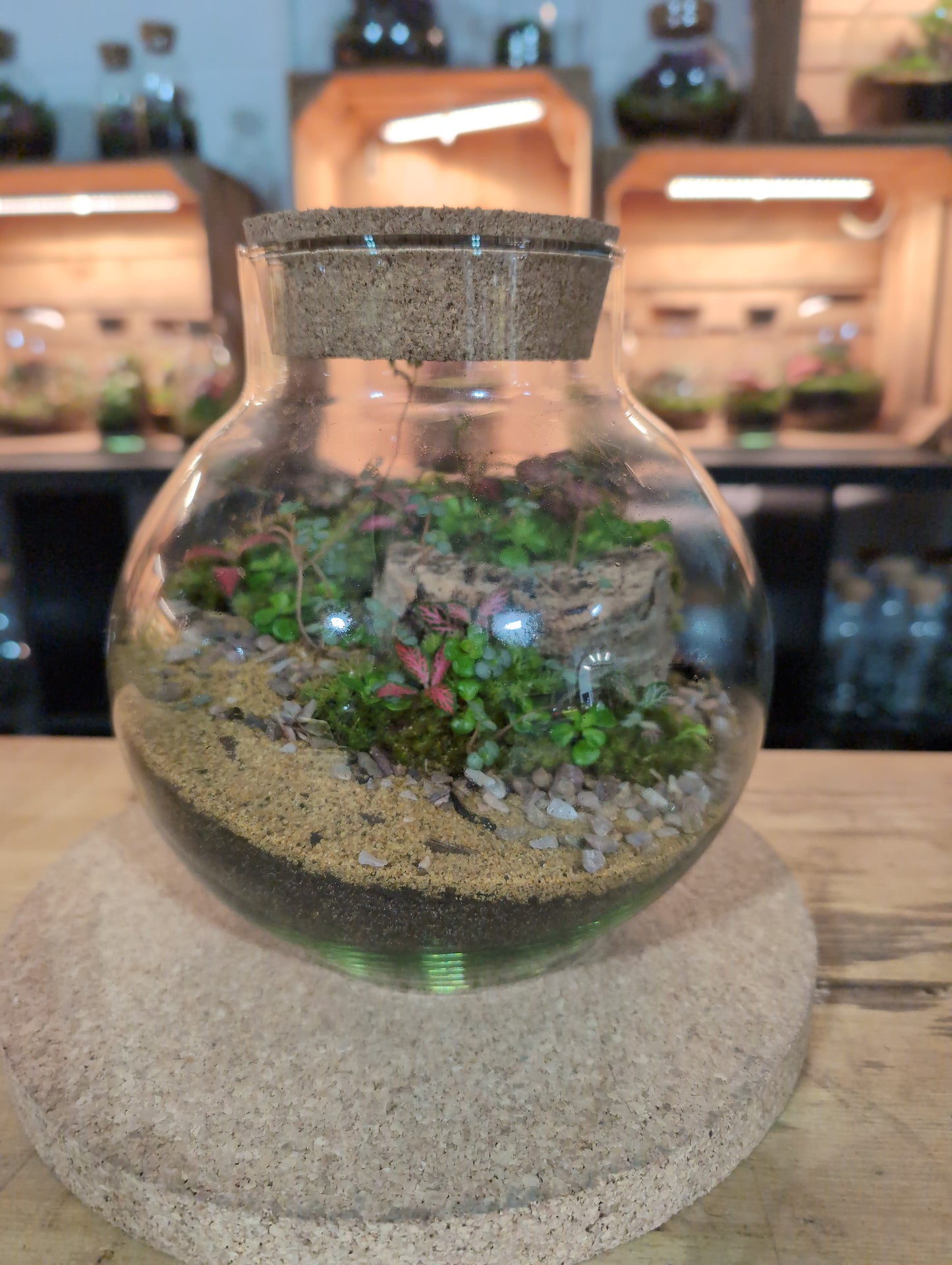 Ready-made Terrarium – George Jar