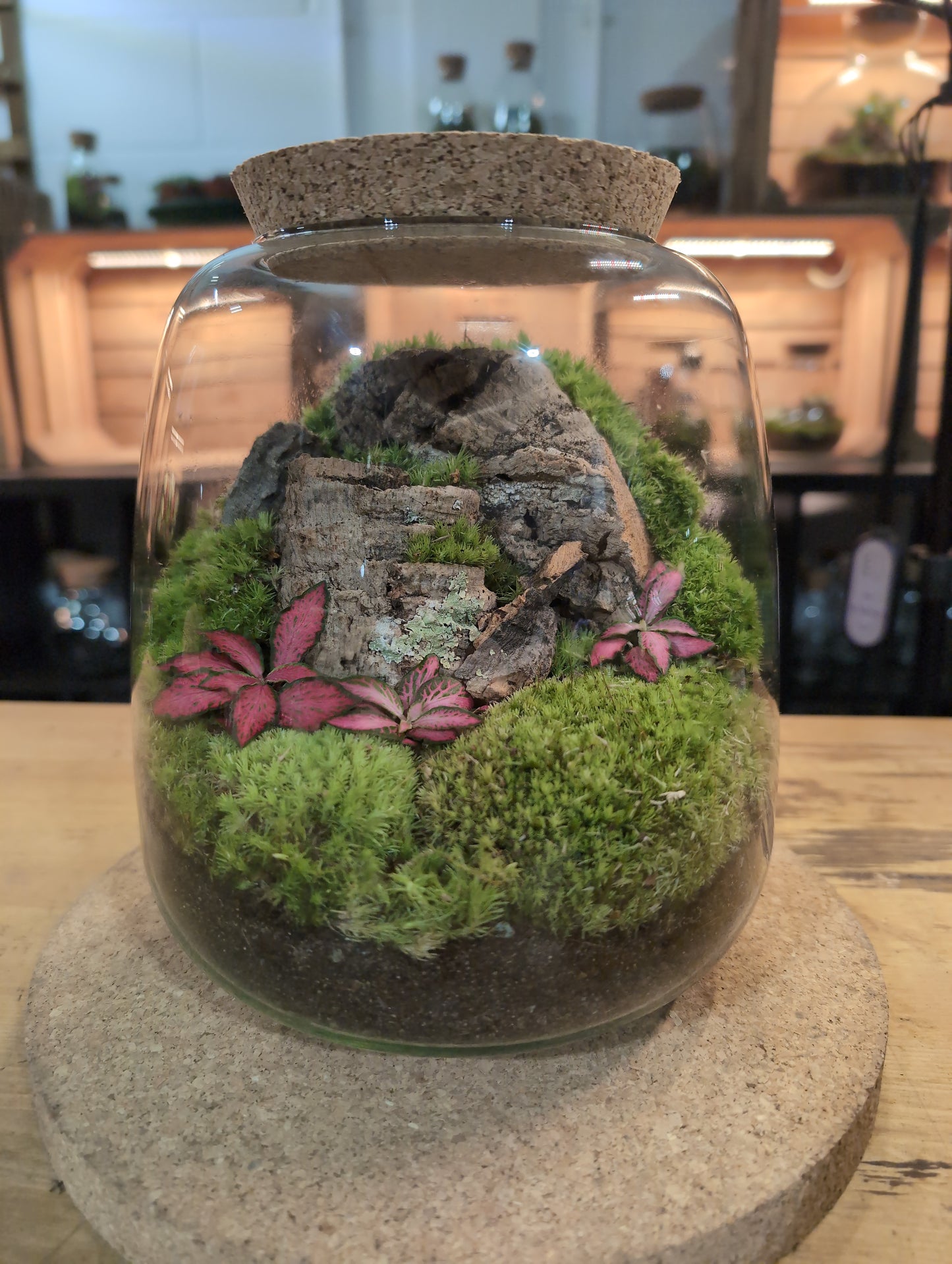 Ready-made Terrarium – Anna Jar