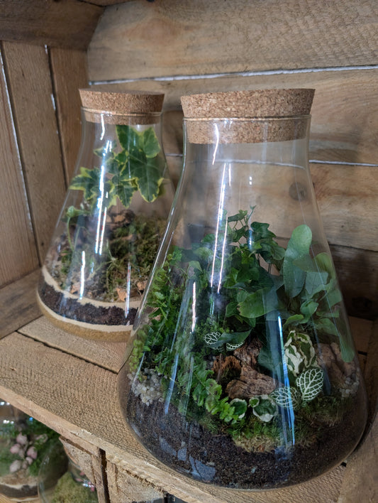 Ready-made Terrarium - 'Verity'