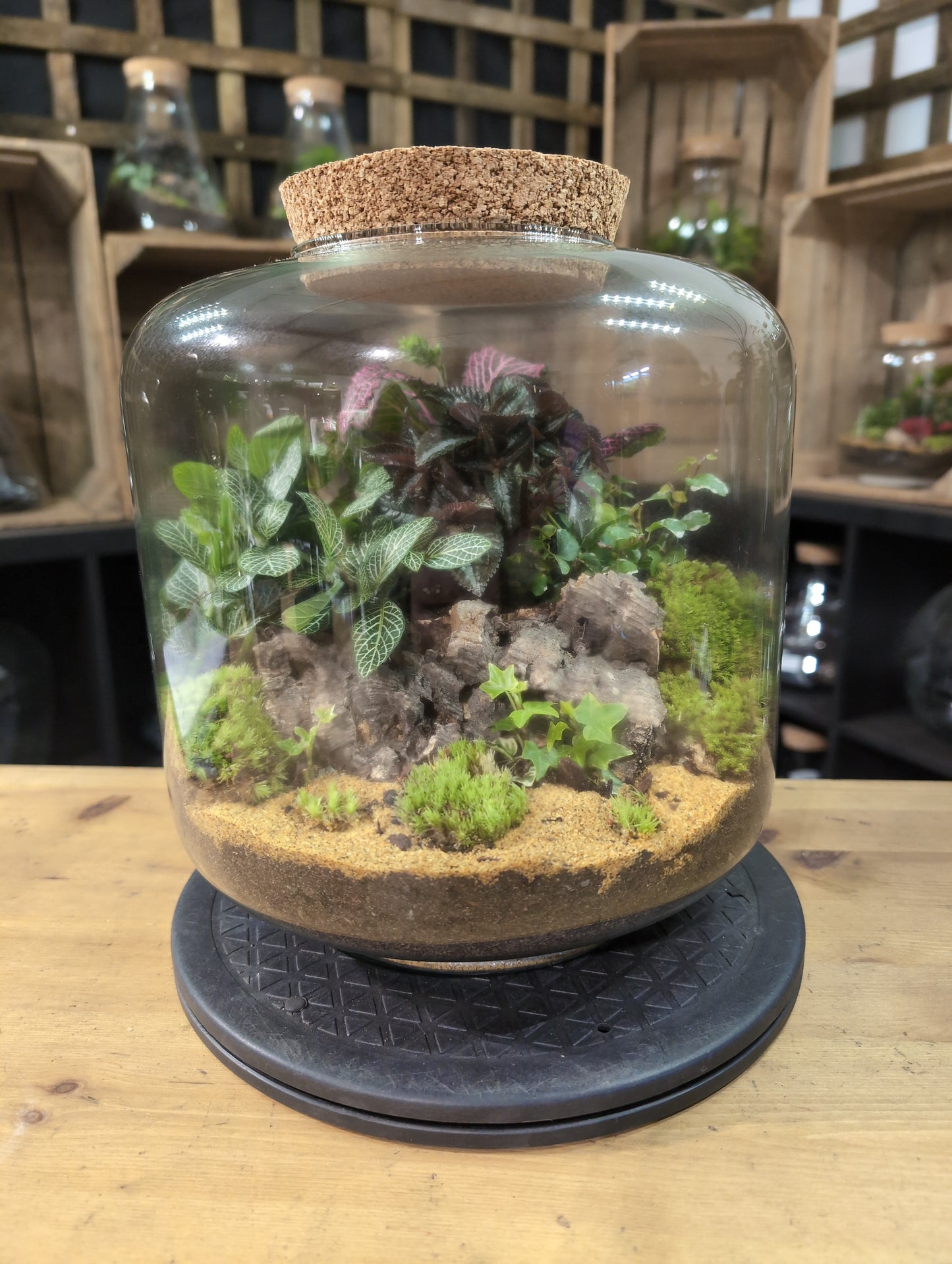 Premade Terrariums