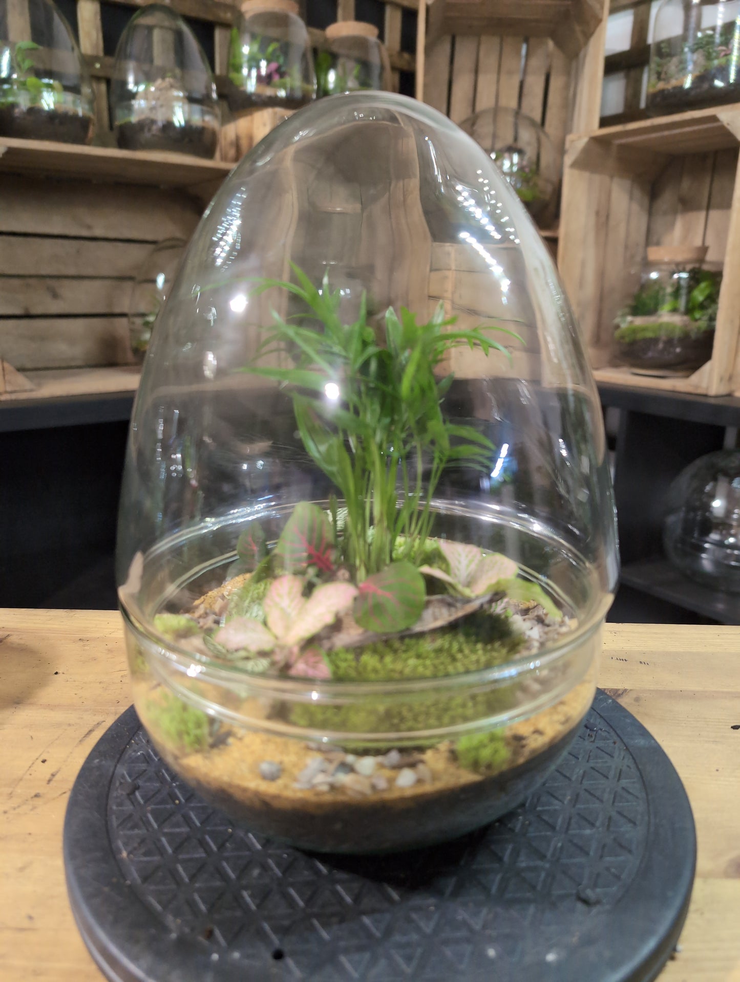 Premade Terrariums