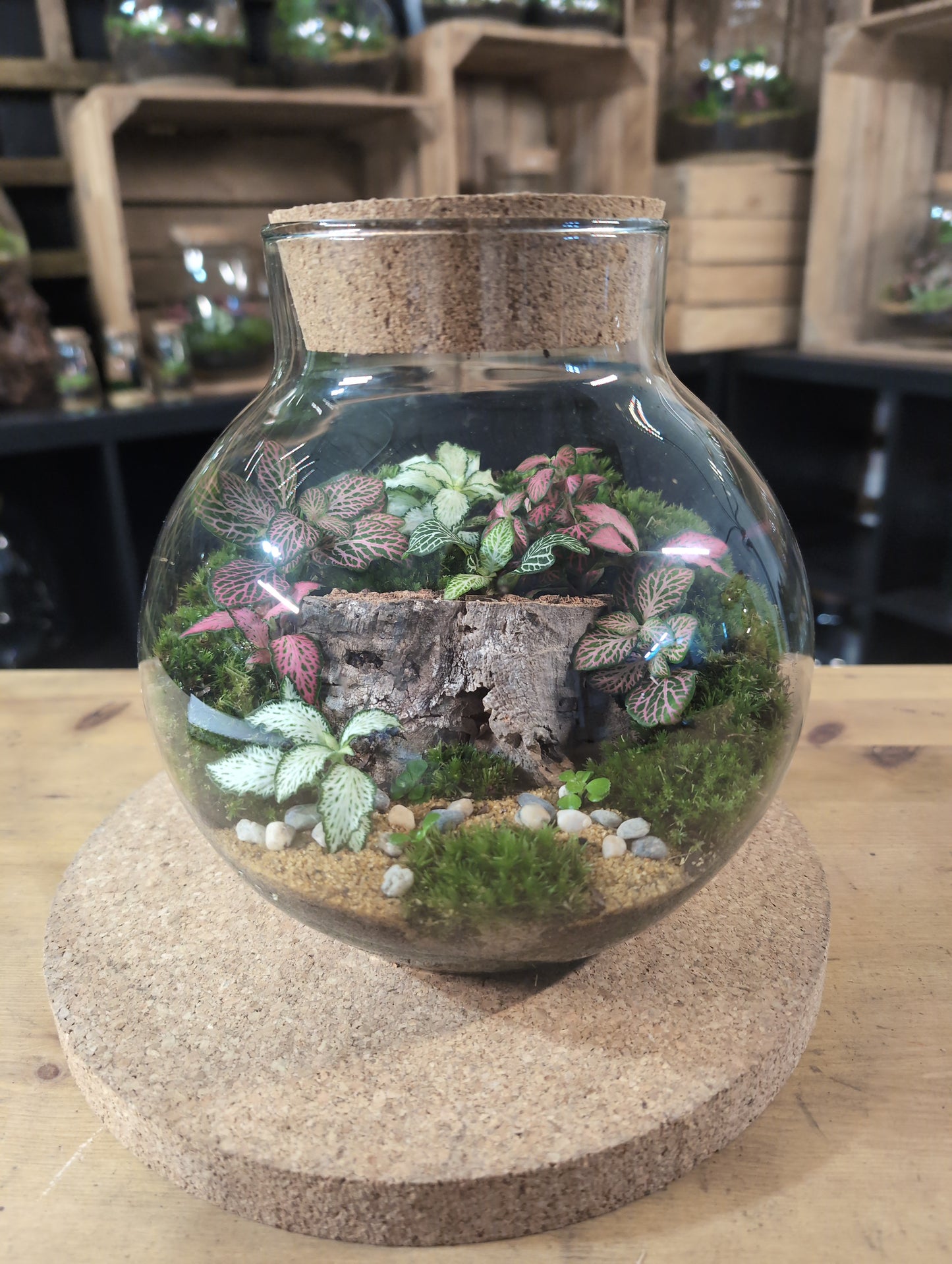 Ready-made Terrarium – George Jar