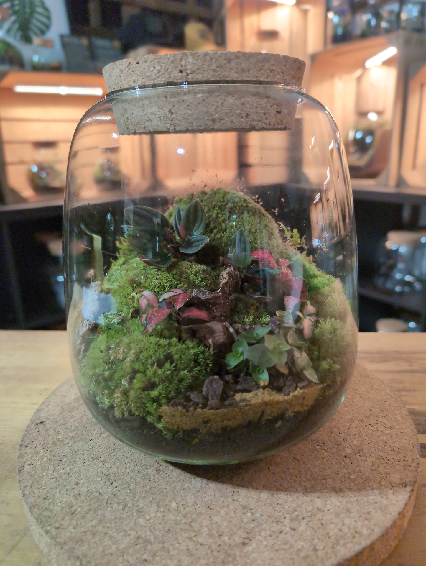 Ready-made Terrarium – Anna Jar