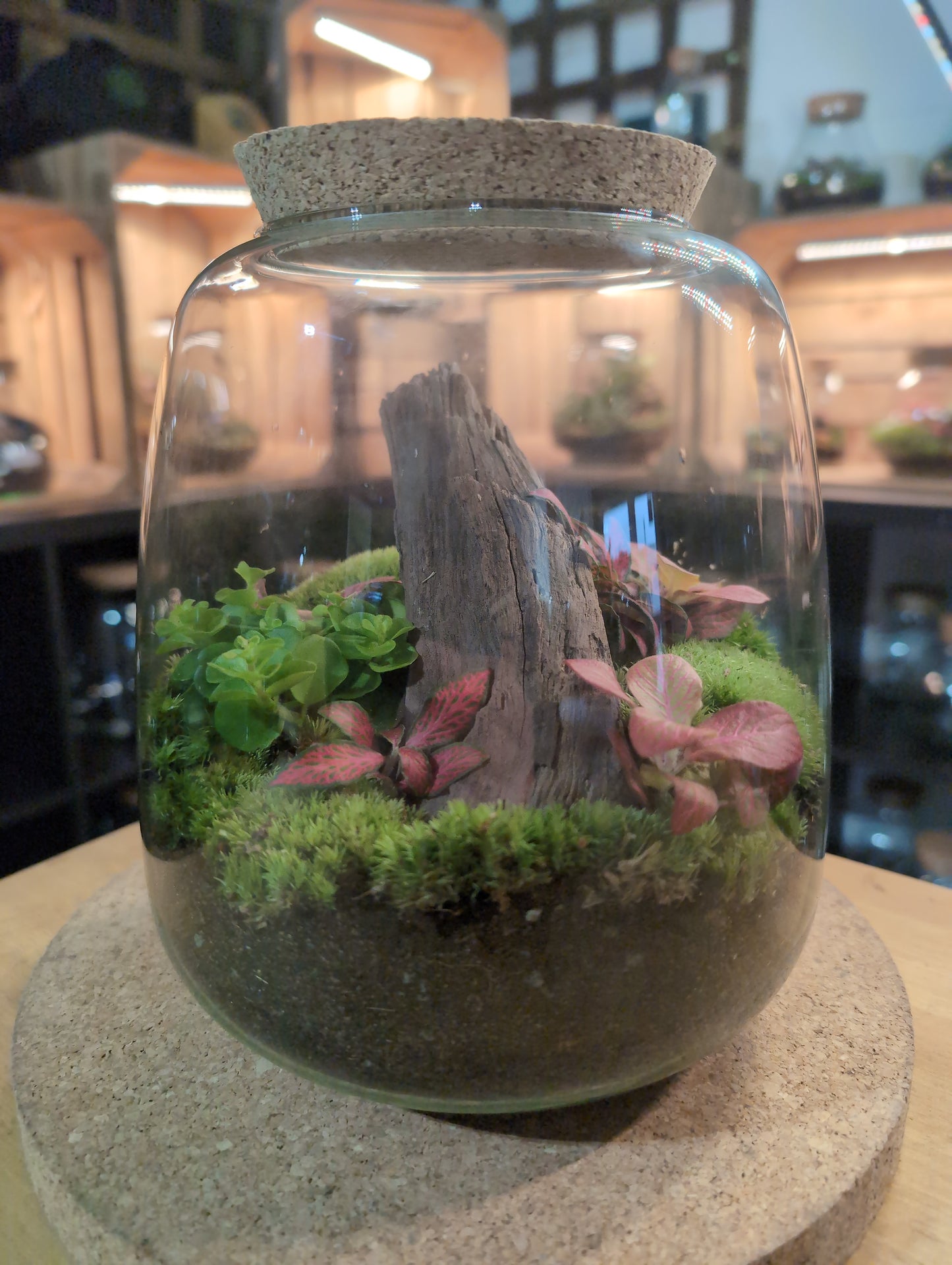 Ready-made Terrarium – Anna Jar