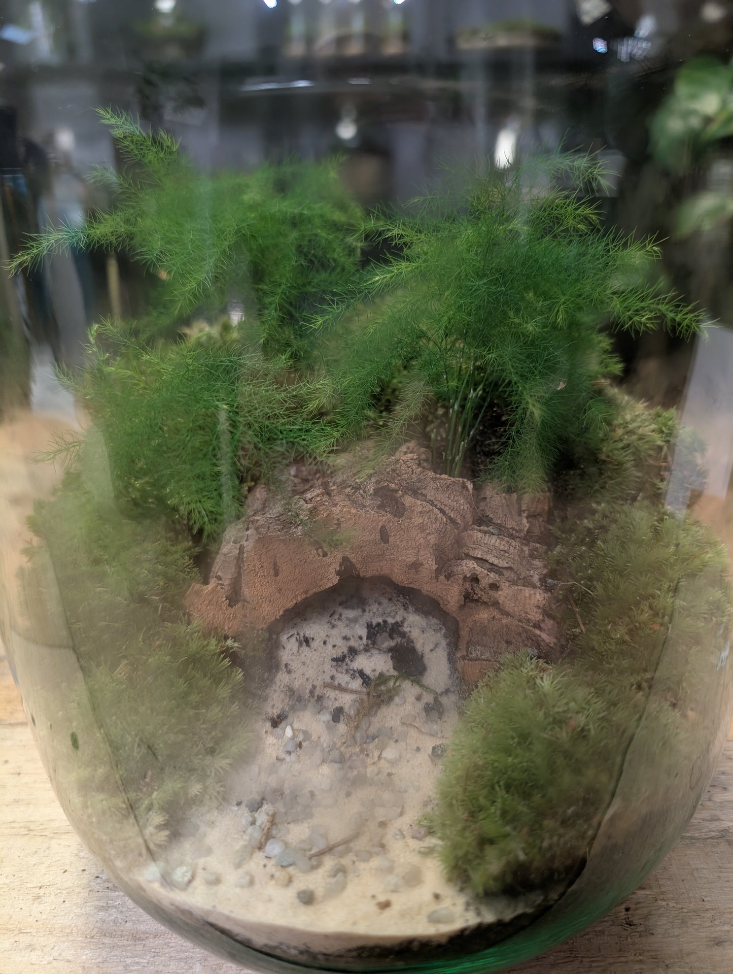 Ready-made Terrarium - 'Bridget'