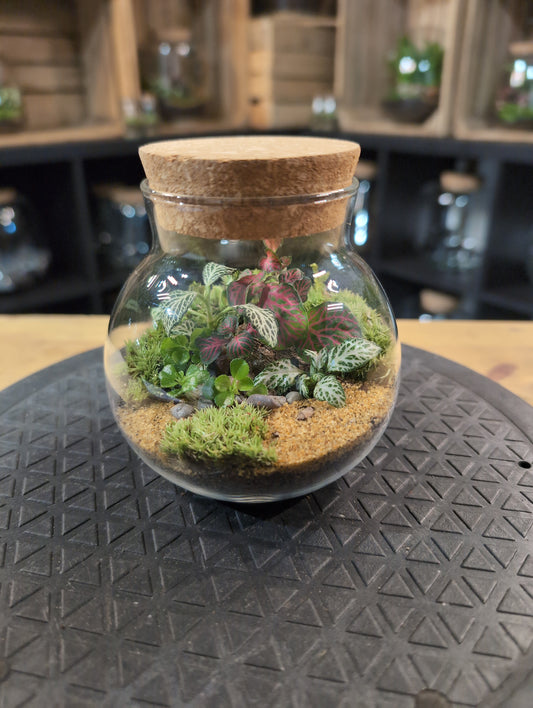 Ready-made Terrarium - 'Linzi'
