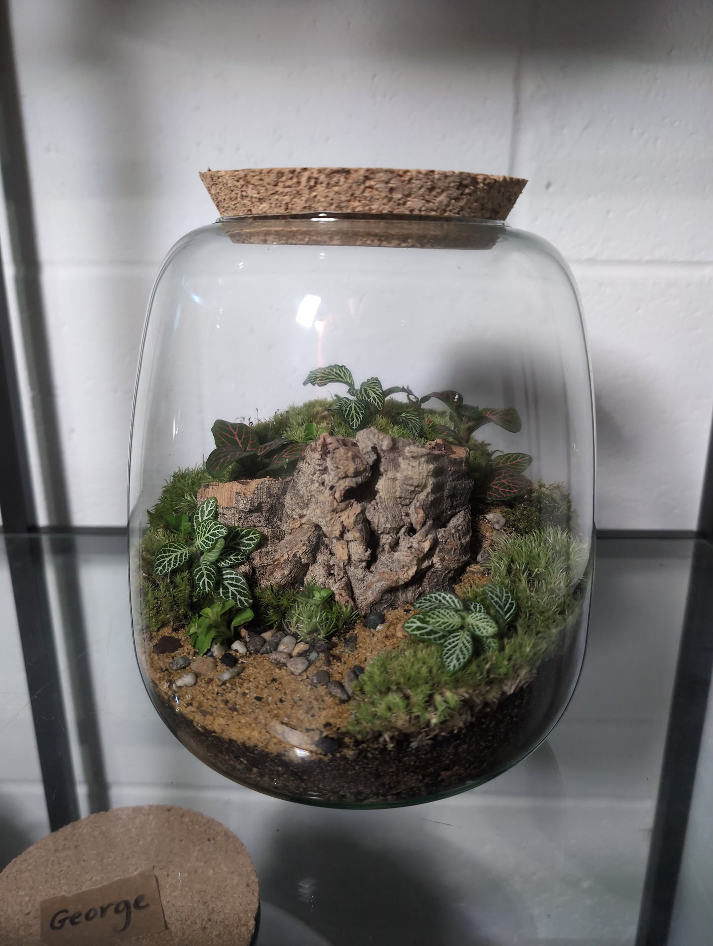 Sarah - Premade Terrarium