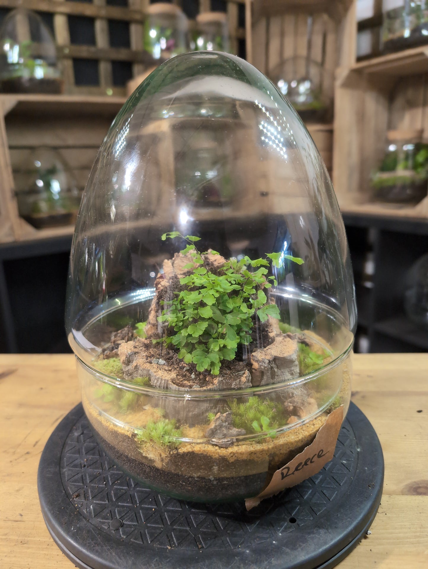 Premade Terrariums