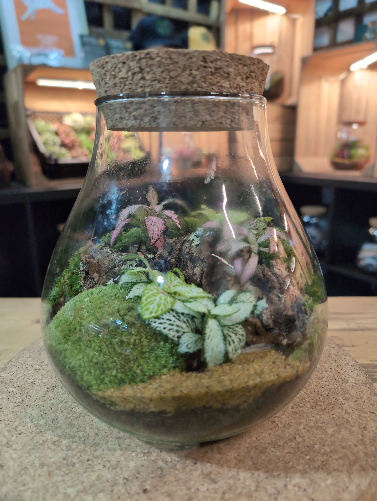 Ready-made Terrarium – Fran Jar
