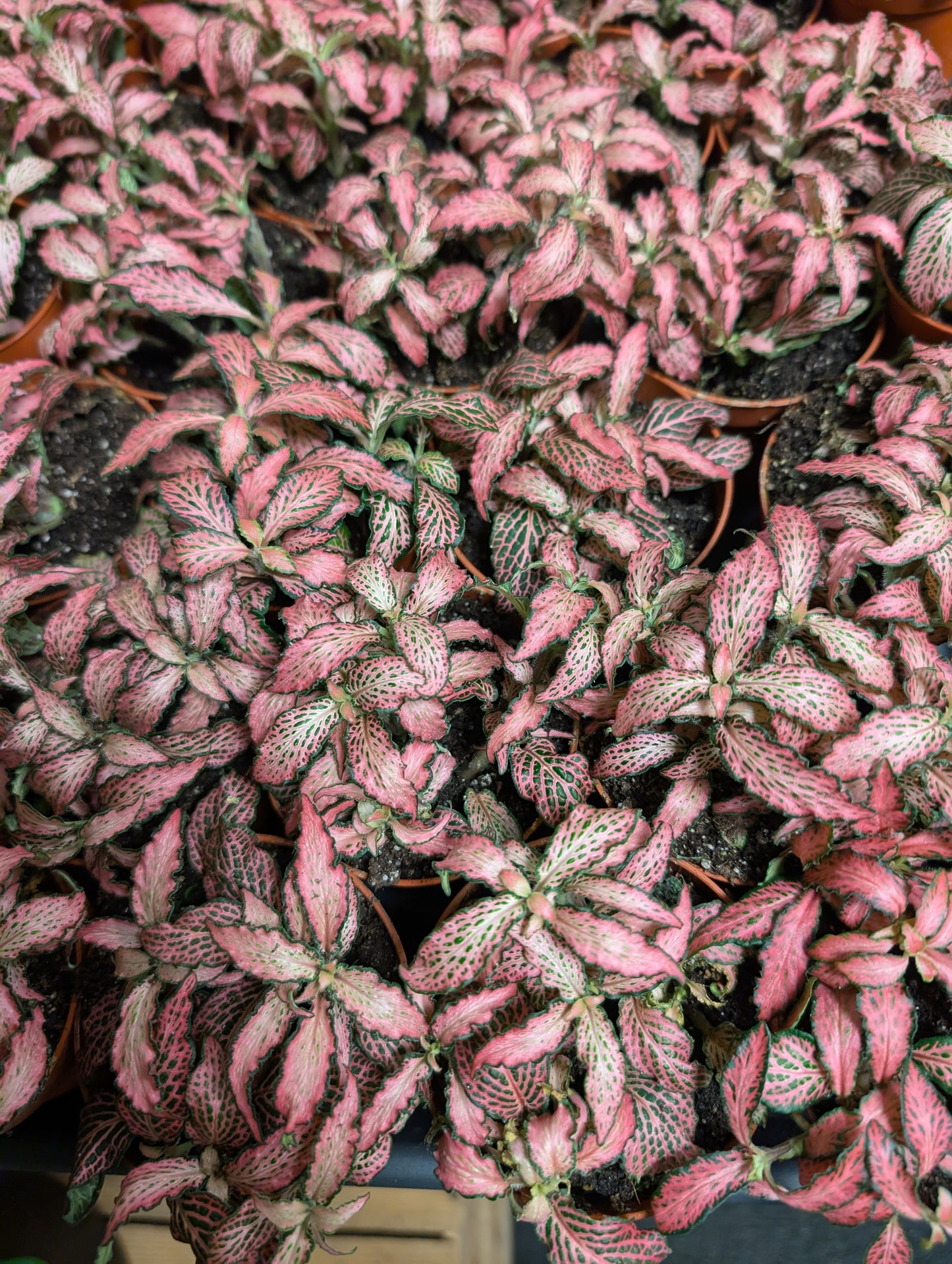 Pink Fittonia