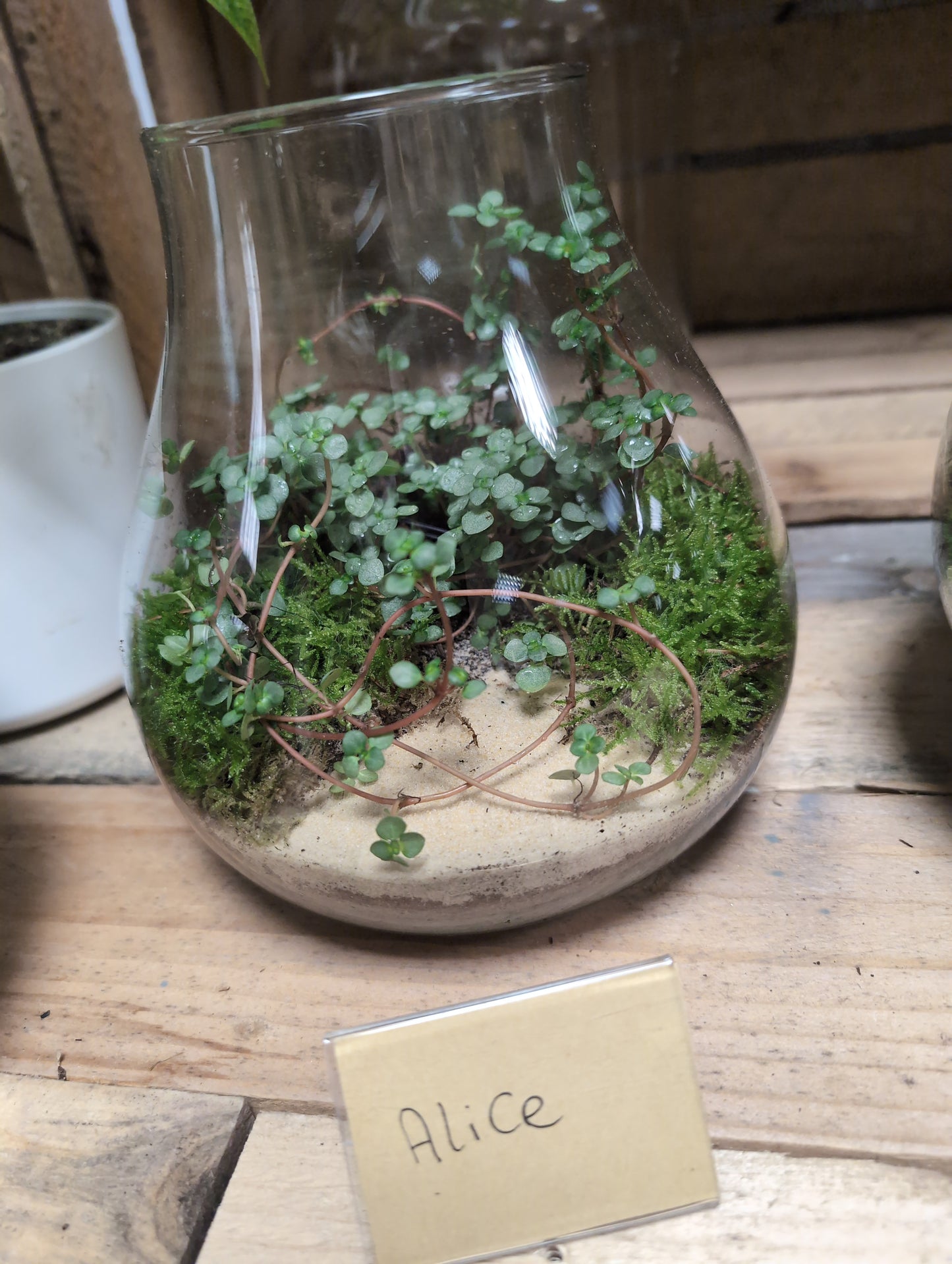 Medium Ready-made Terrarium - 'Alice'